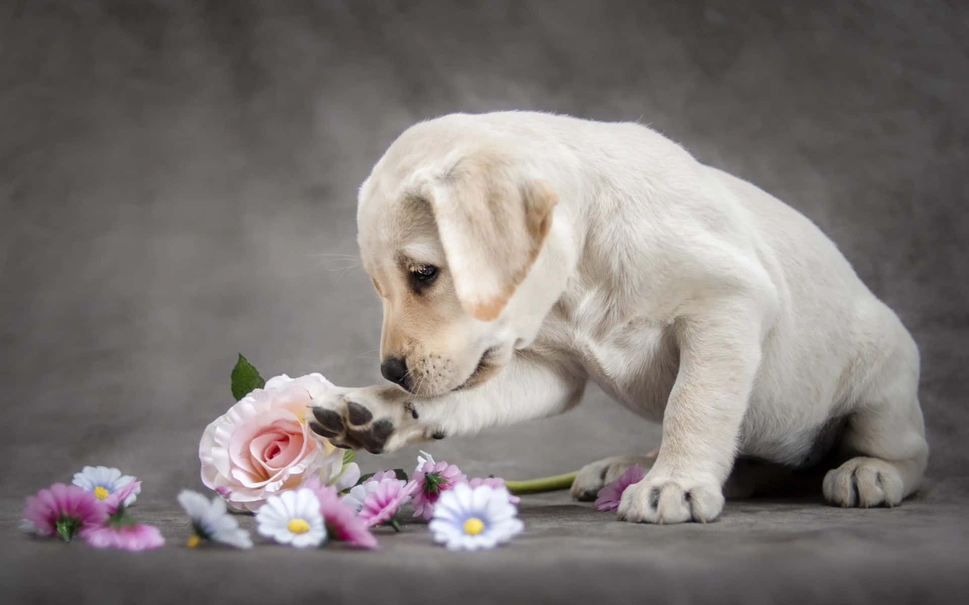 Labrador Background