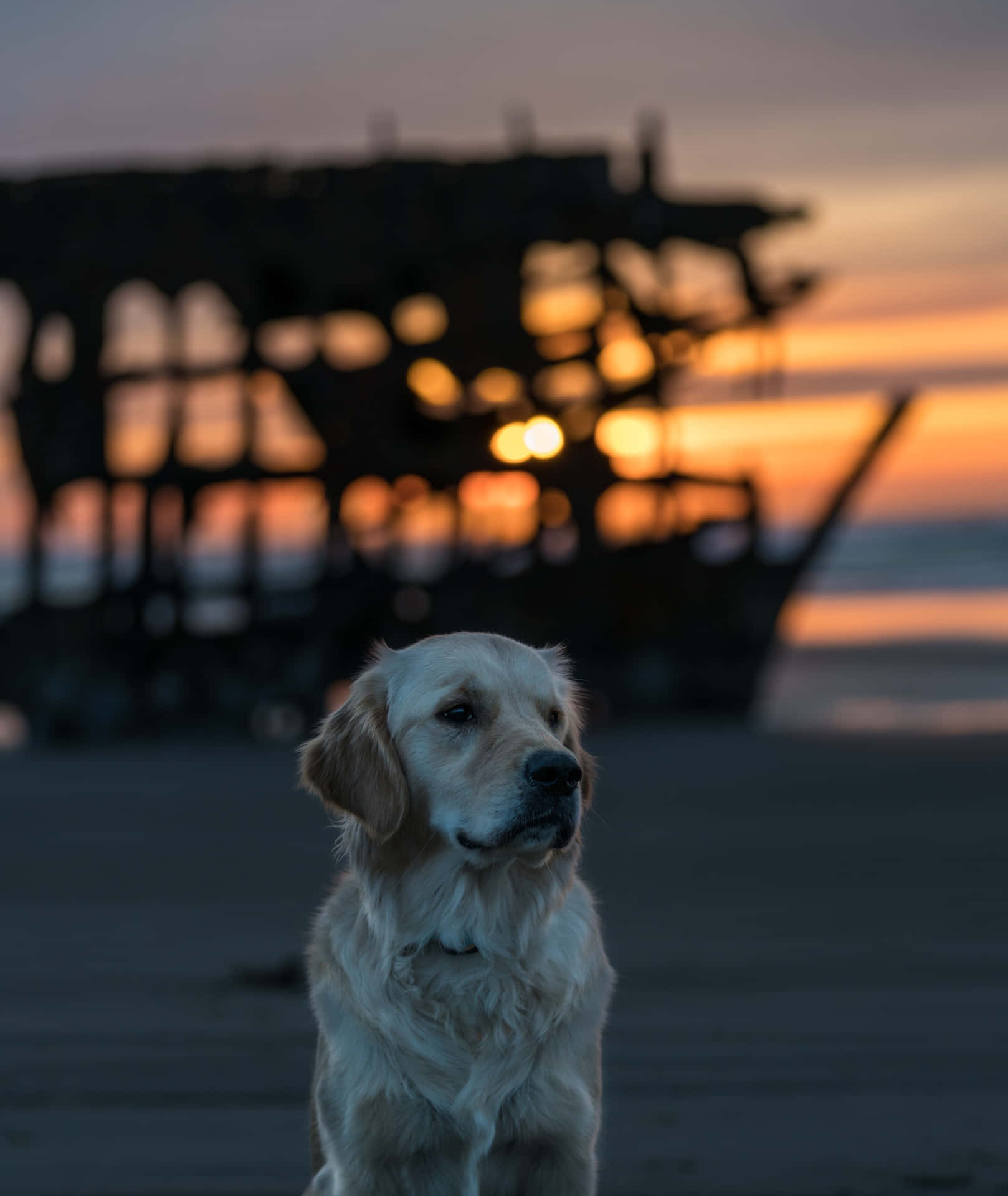 Labradorbaggrund.