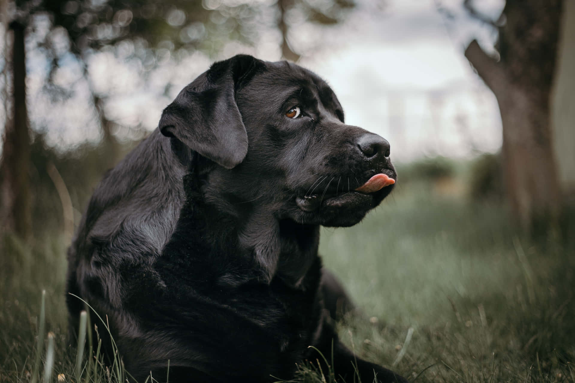 Labrador Background