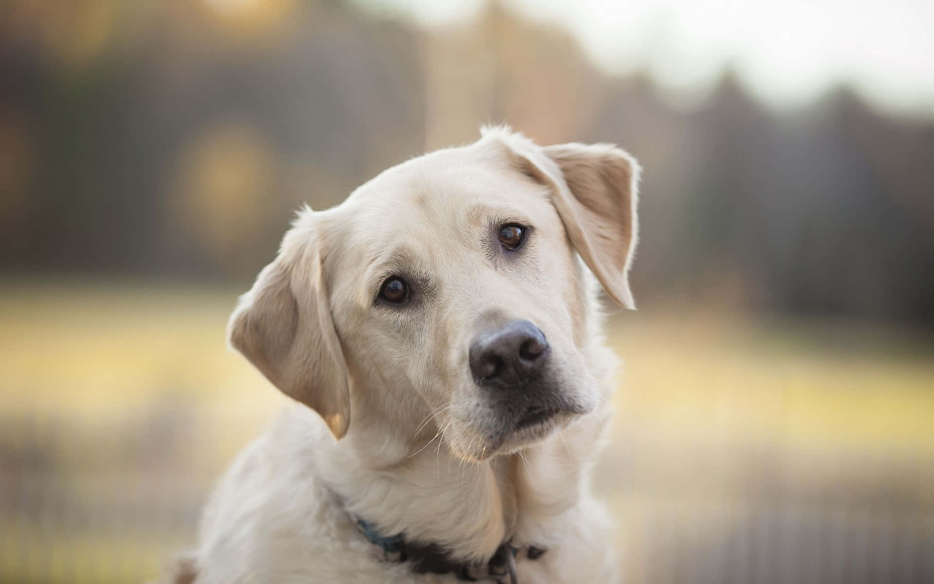 Labrador Background