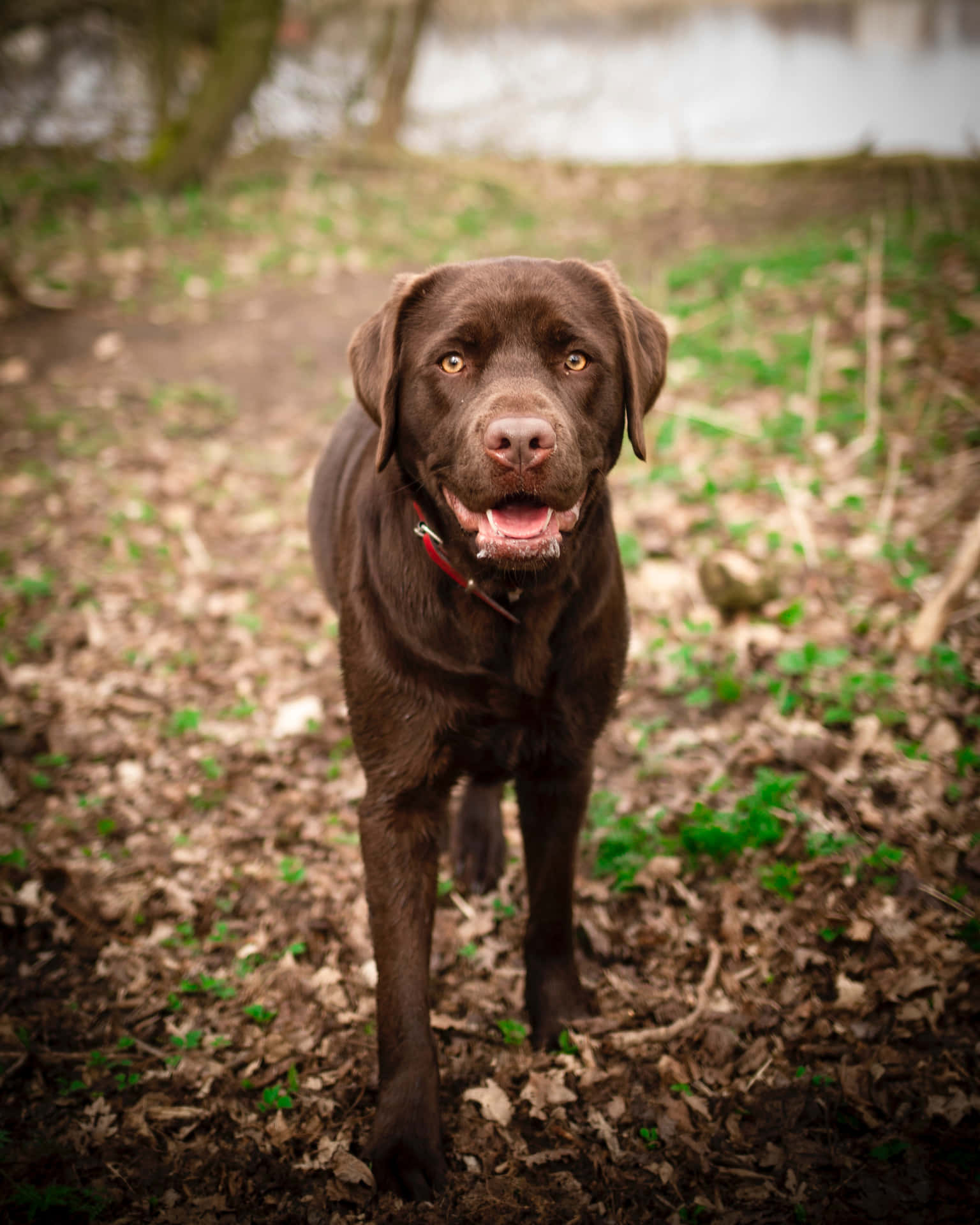 Labrador Background