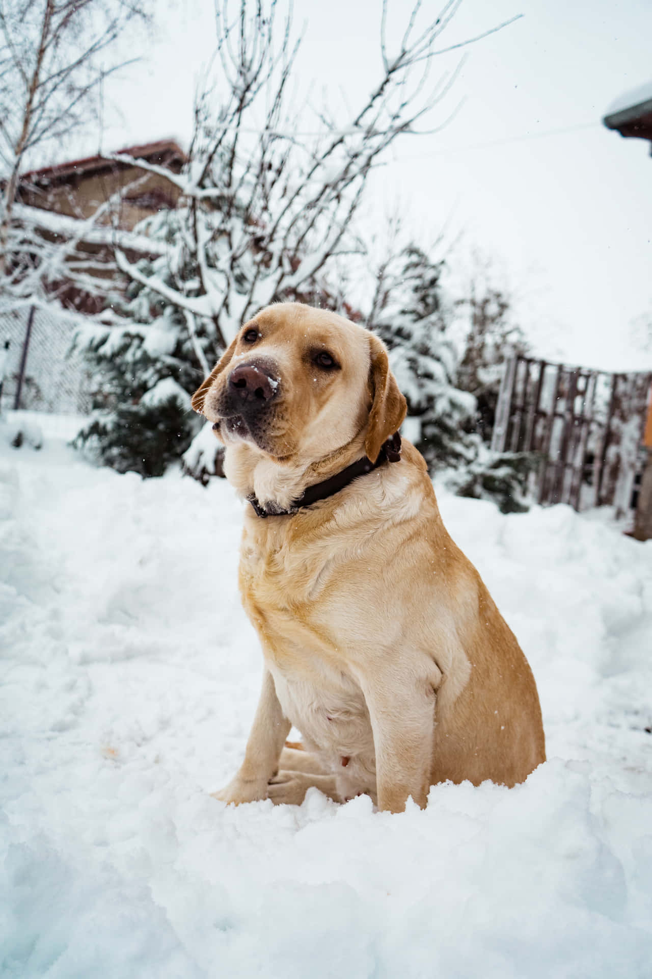 Labrador Background