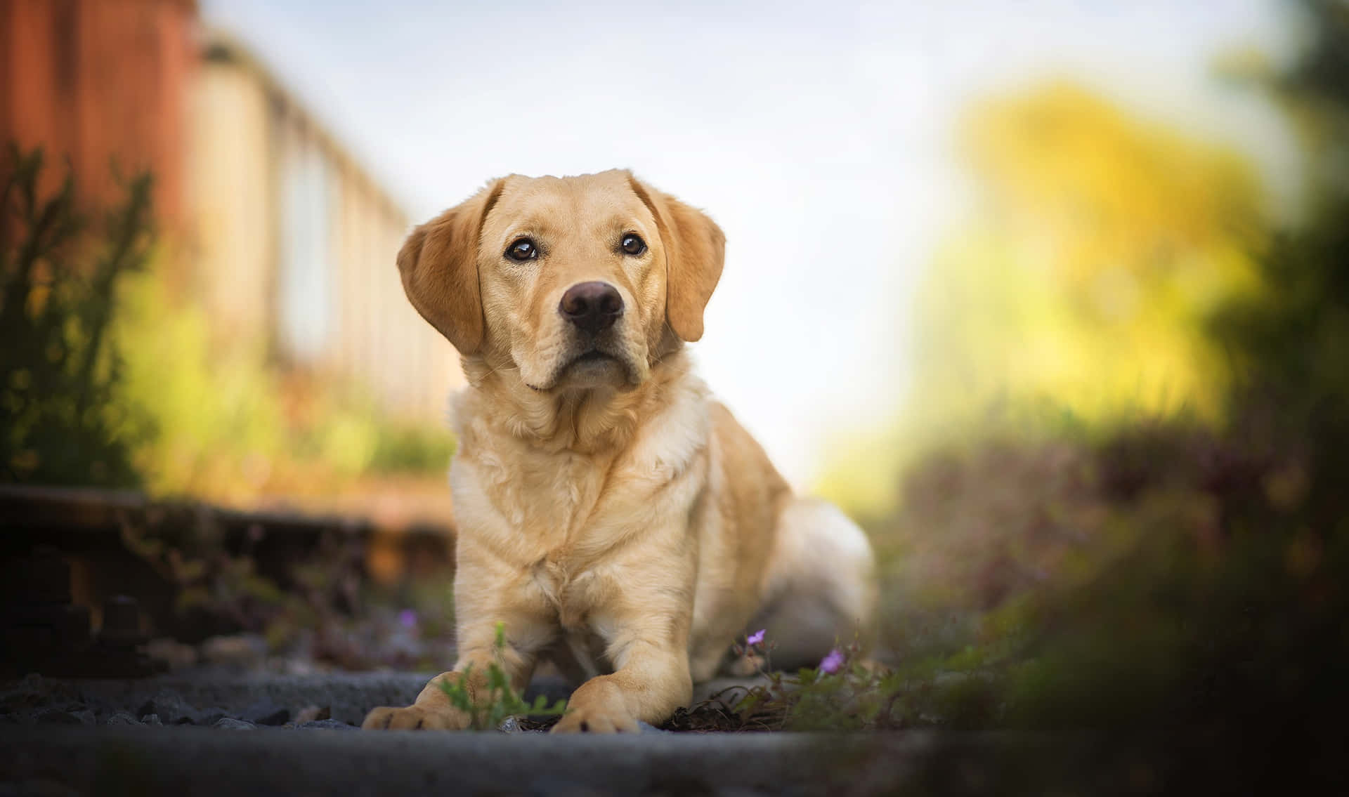 Labrador Background