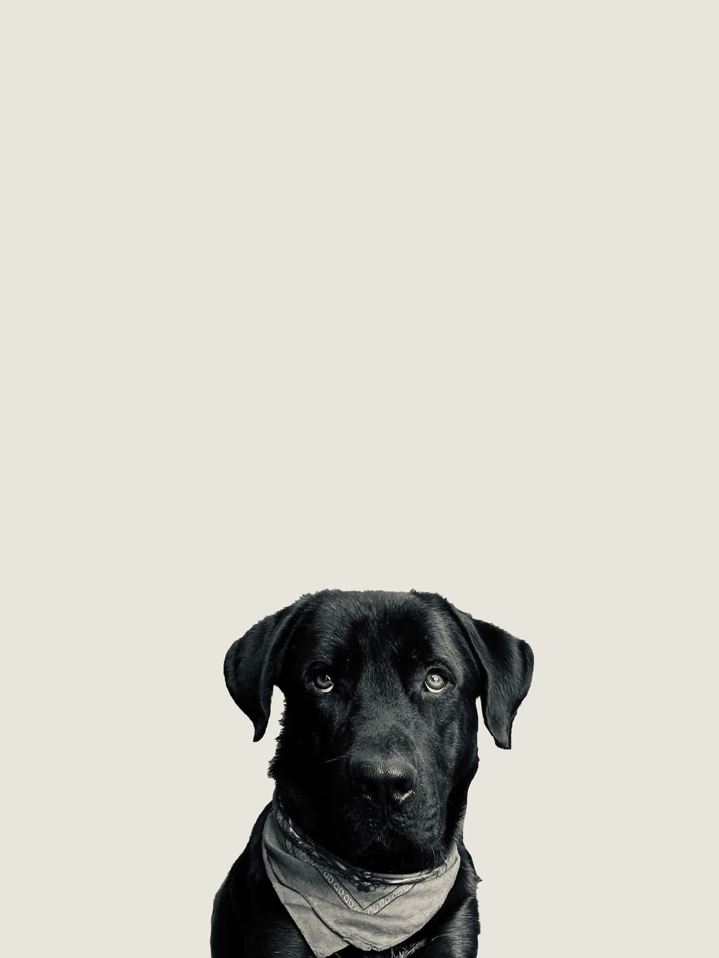 Labrador Background