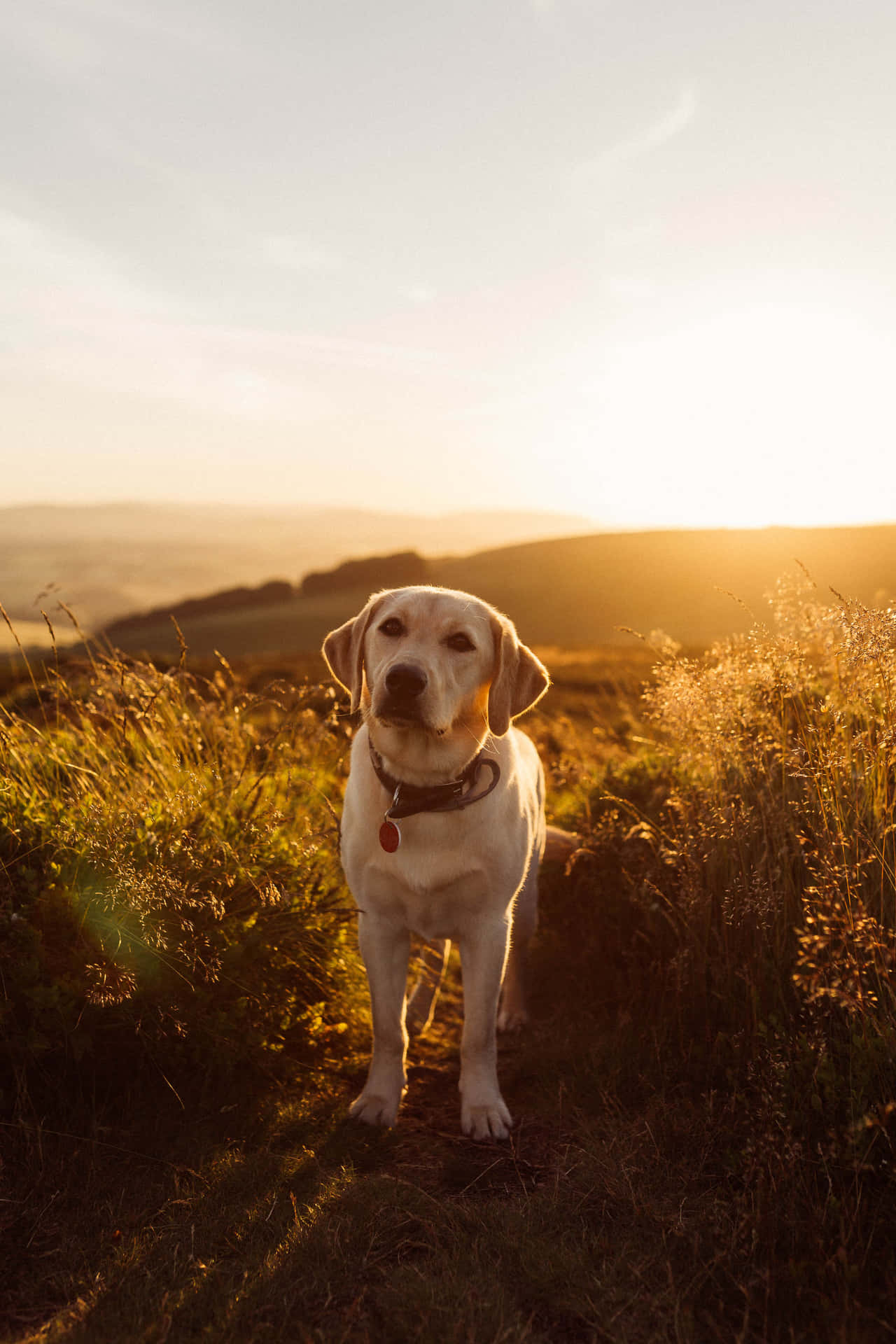 Labradorbaggrund