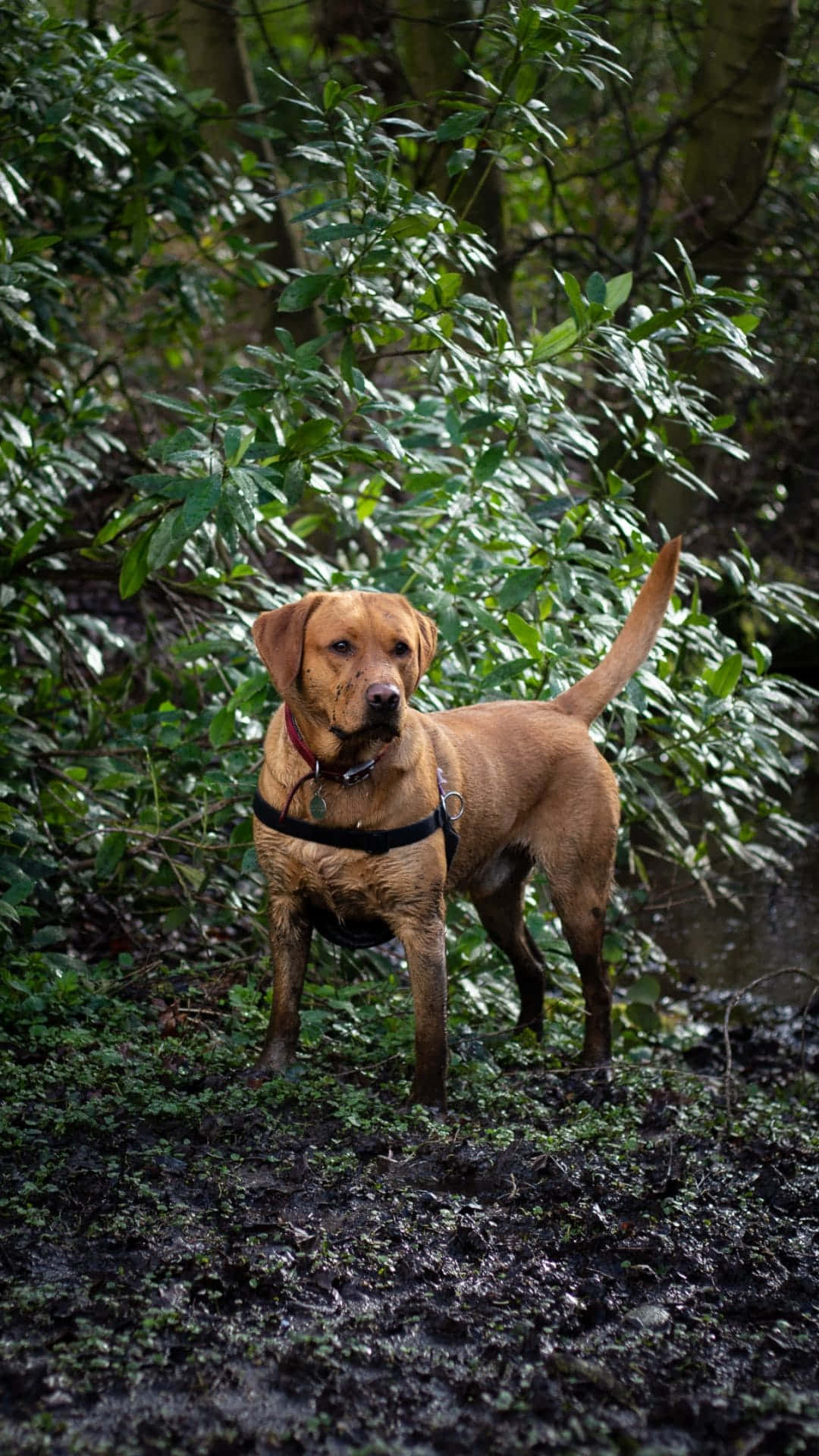 Fundode Tela Com Labrador