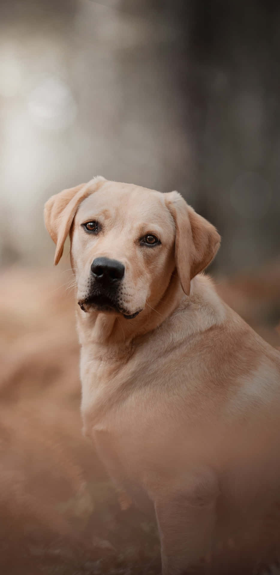 Labrador Background