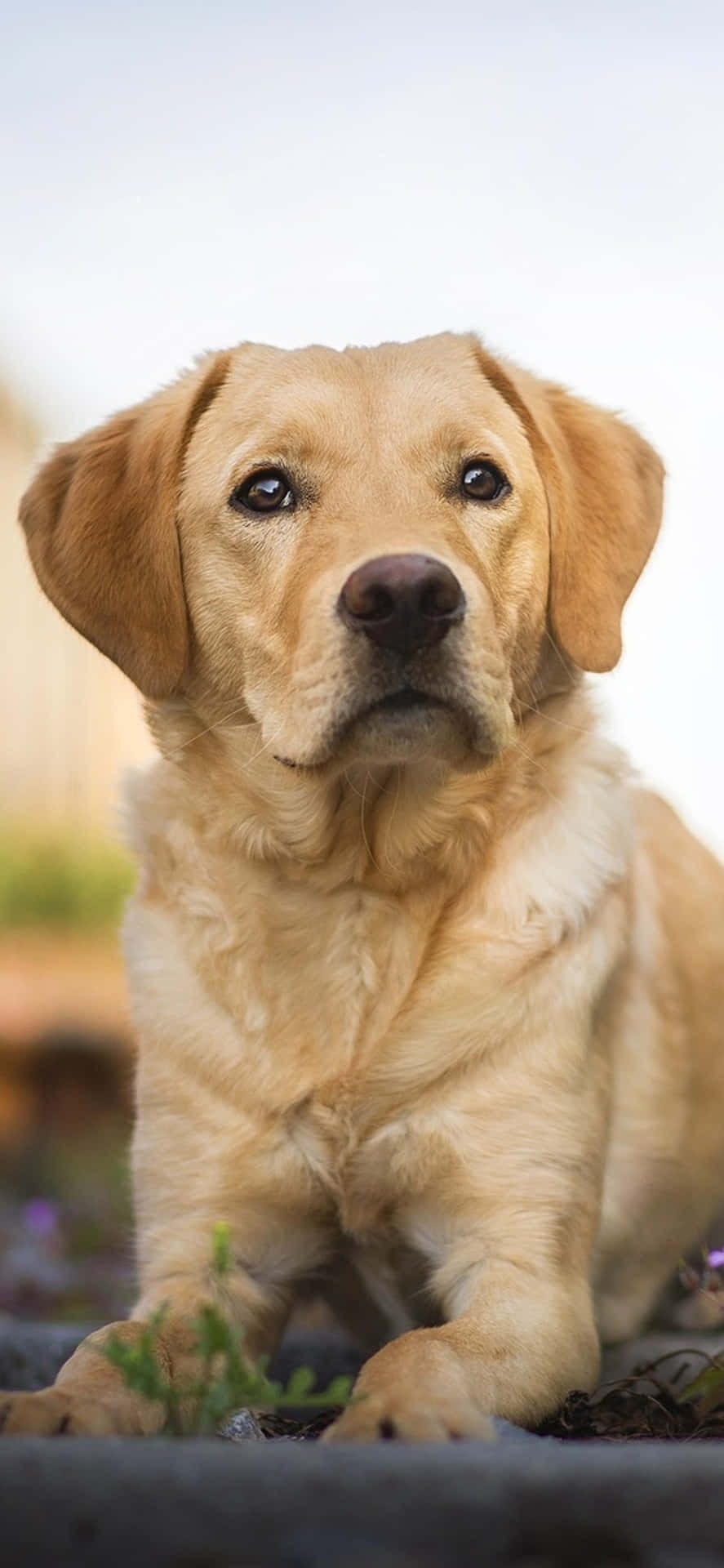 Labrador Background