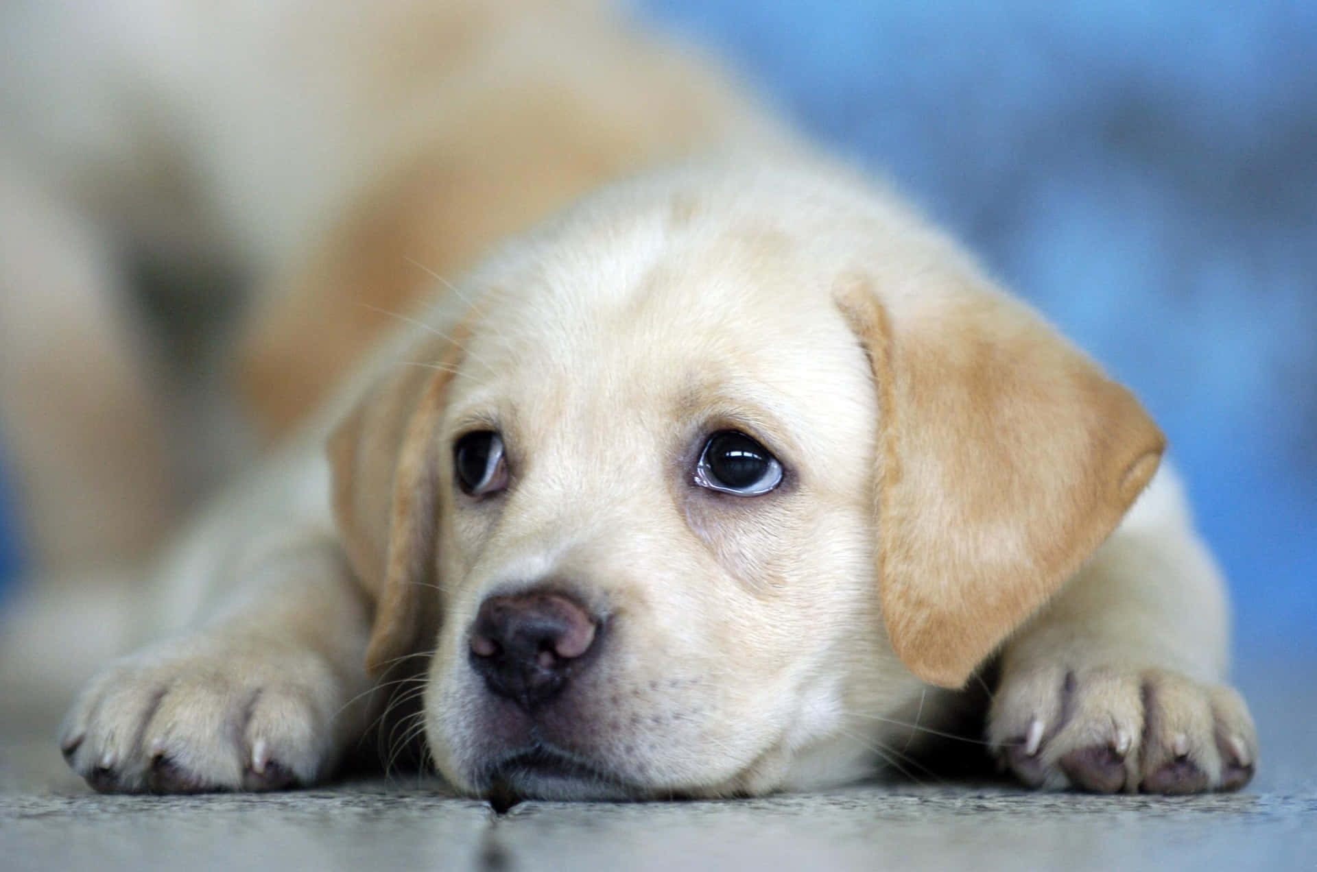 Labrador Background