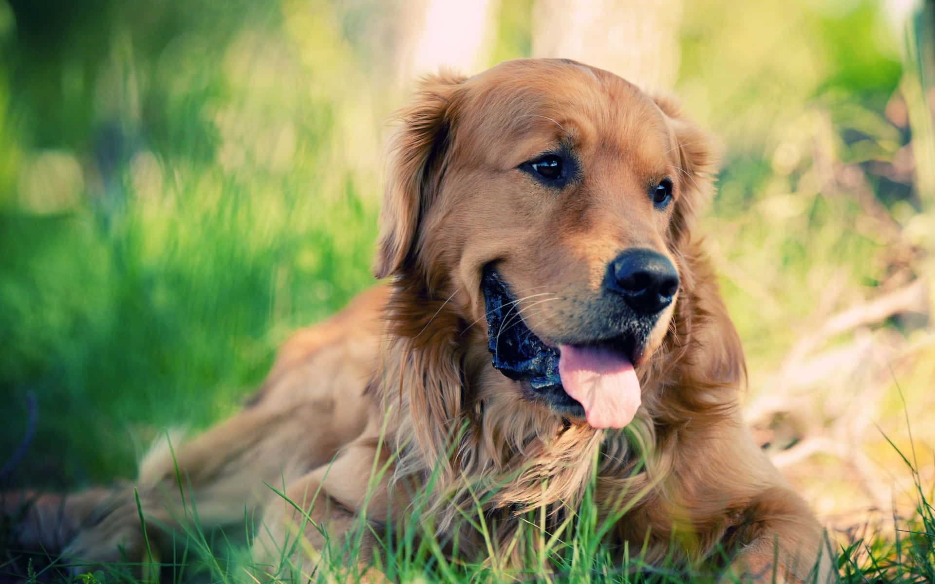 Labrador Background