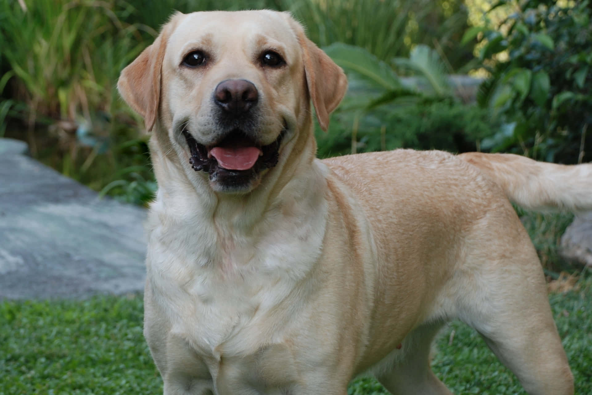 Labrador Background