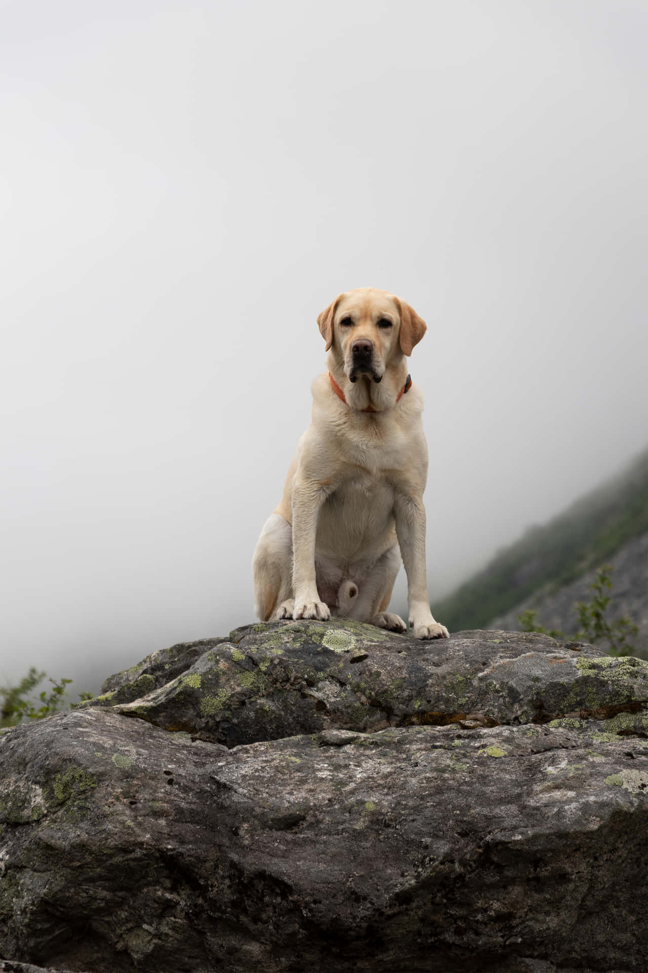 Labrador Background