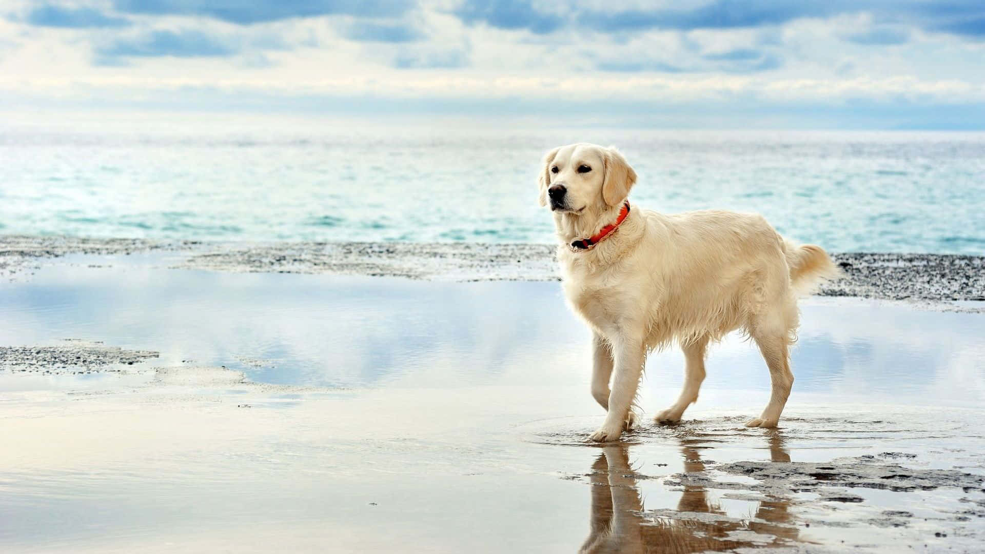 Labrador Background