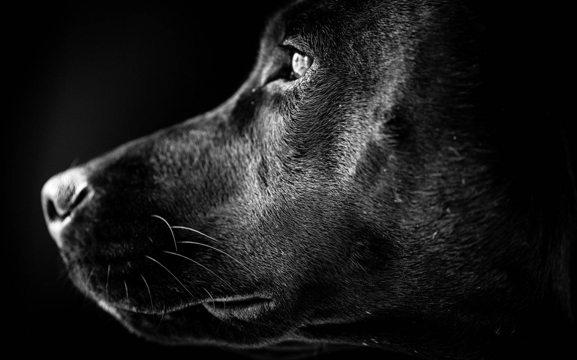 Labrador Black And White Photography Wallpaper