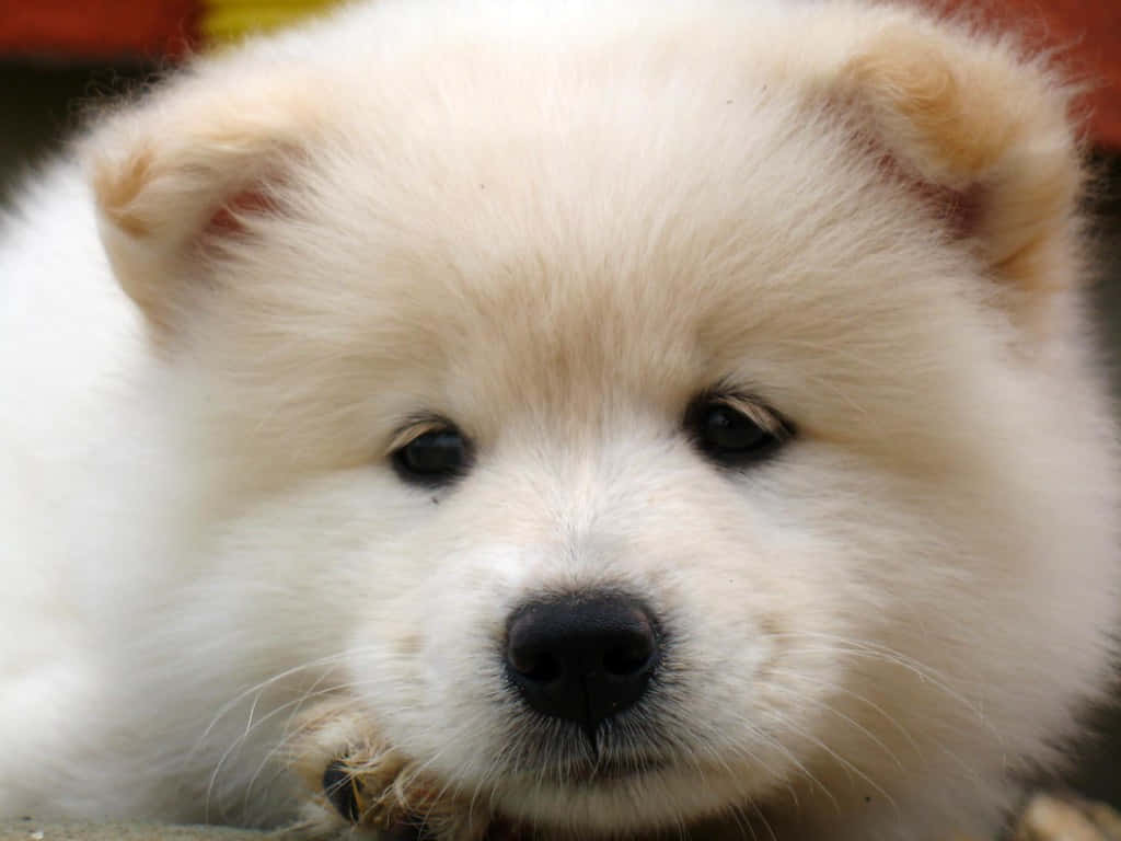Labrador Cute Dog Picture