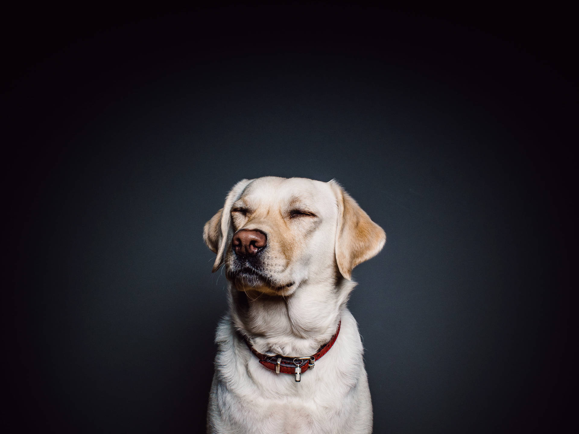 Labrador Cute Portrait Wallpaper