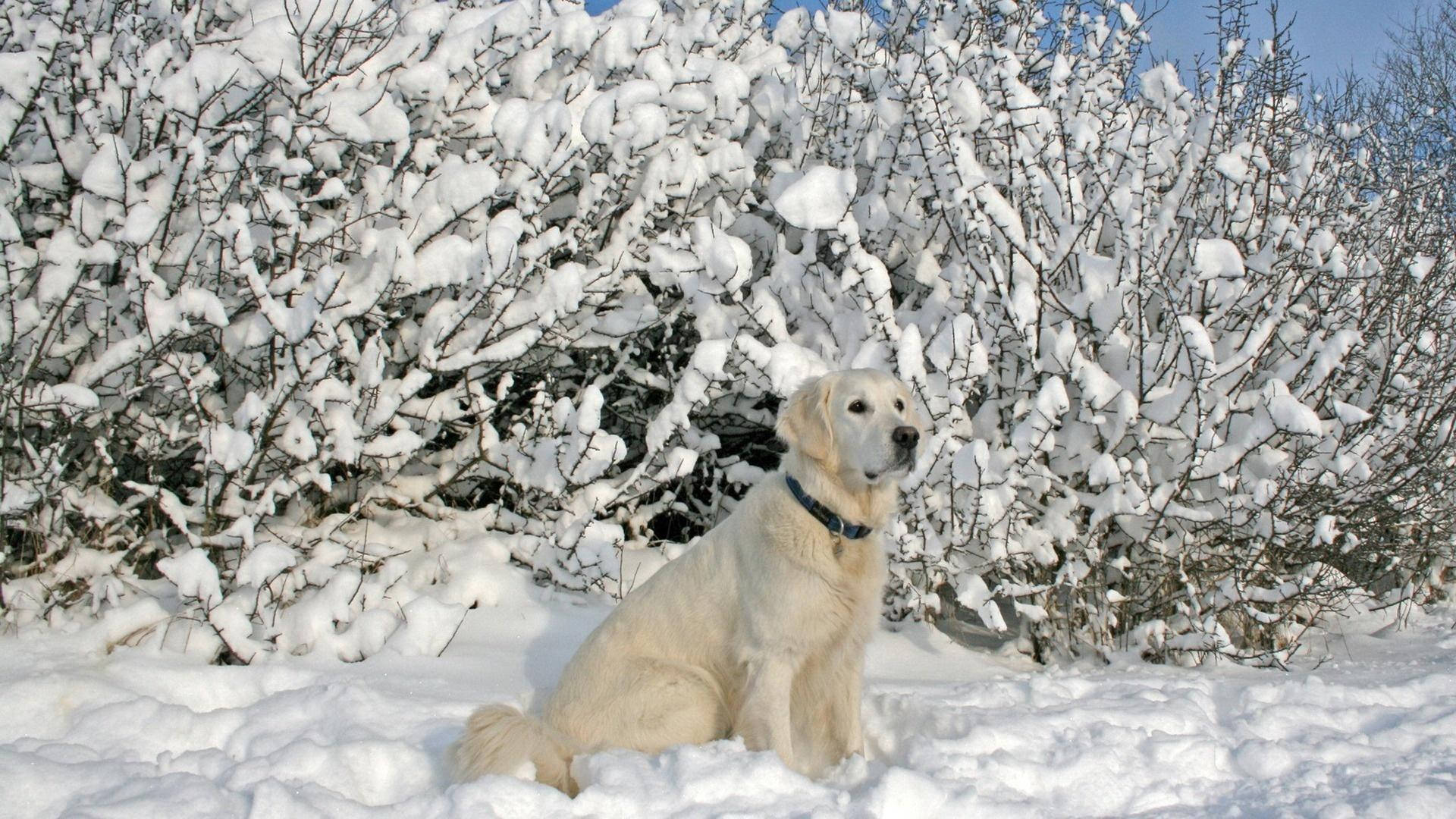 Labrador Dog In Winter Wallpaper