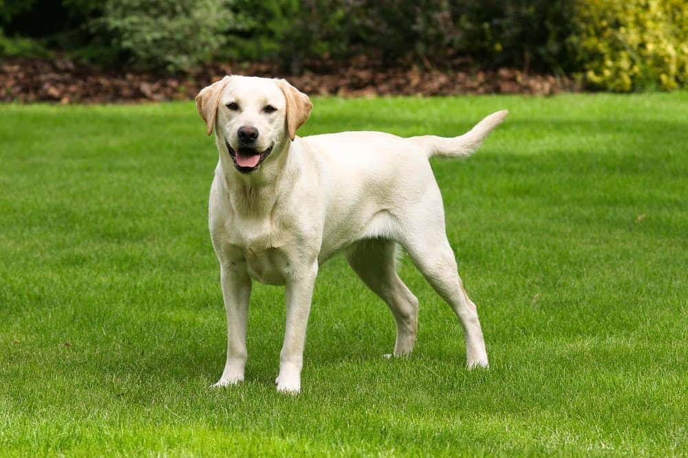 A White Labrador Standing On A Green Lawn
