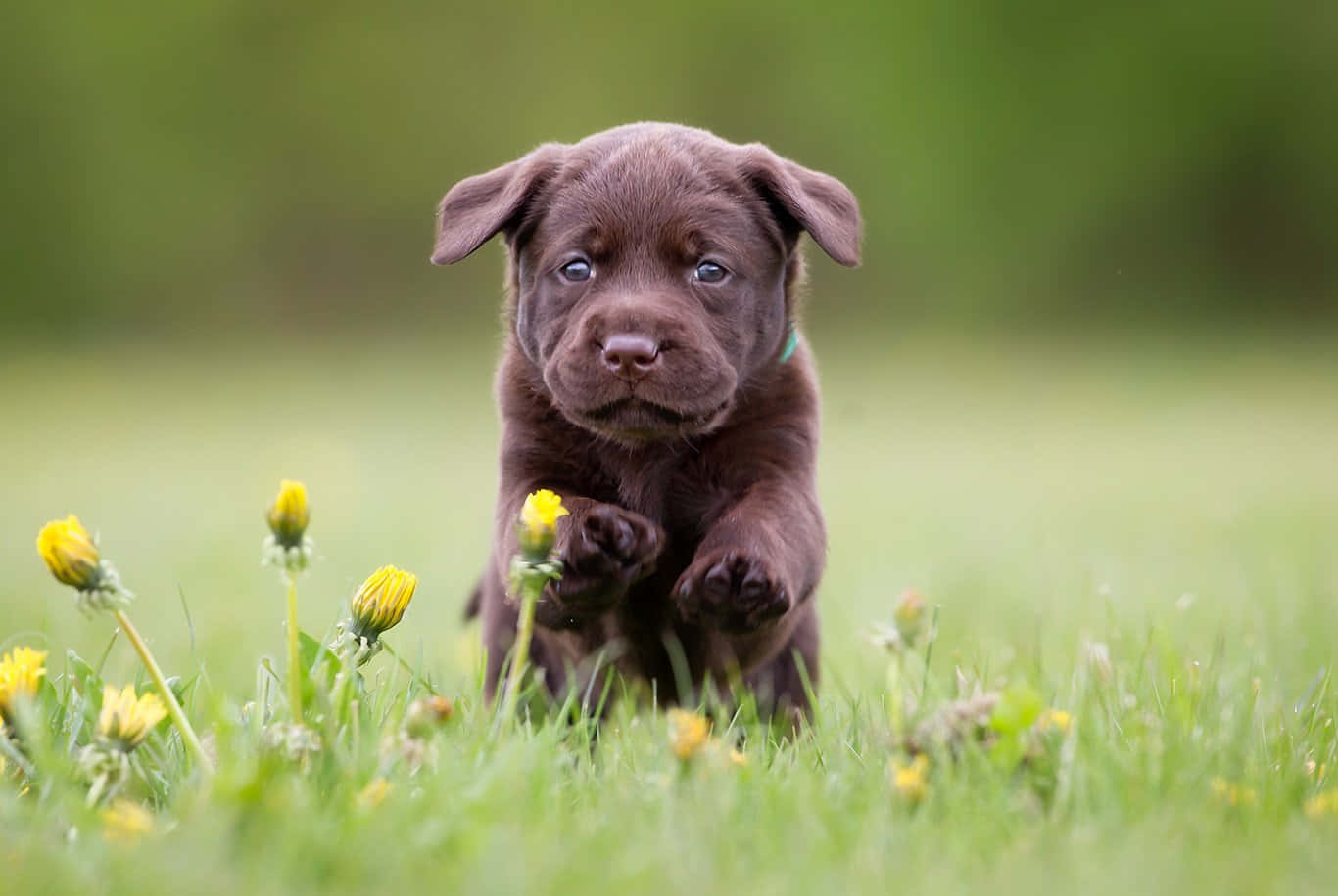 A Labrador Retriever Puppy Ready for Adventure