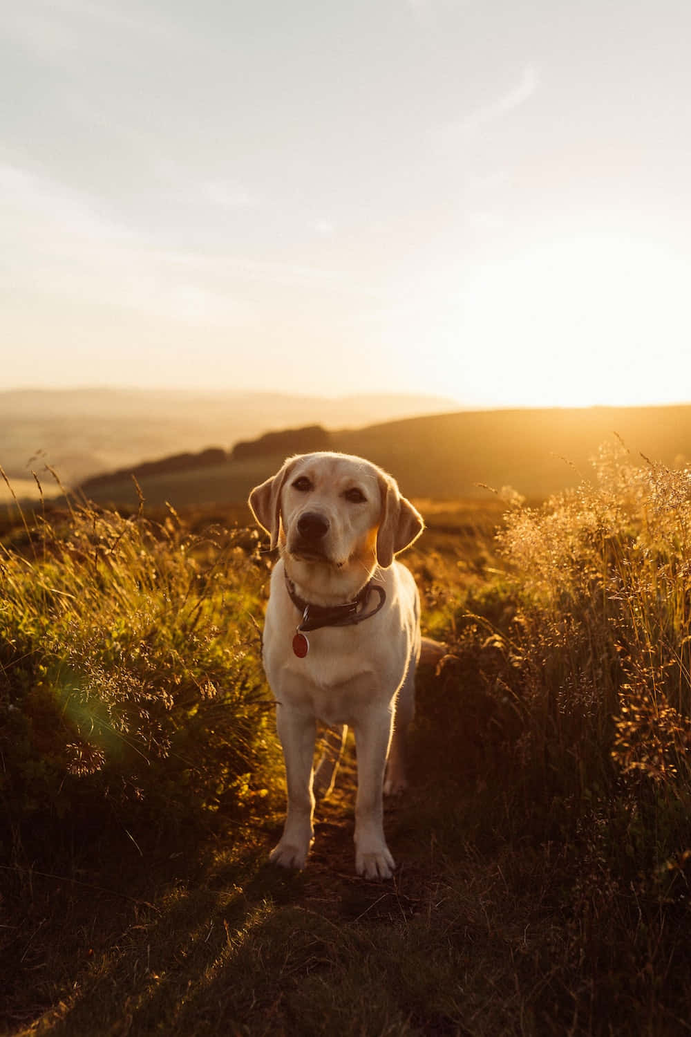 A golden Labrador retriever awaits for a hug