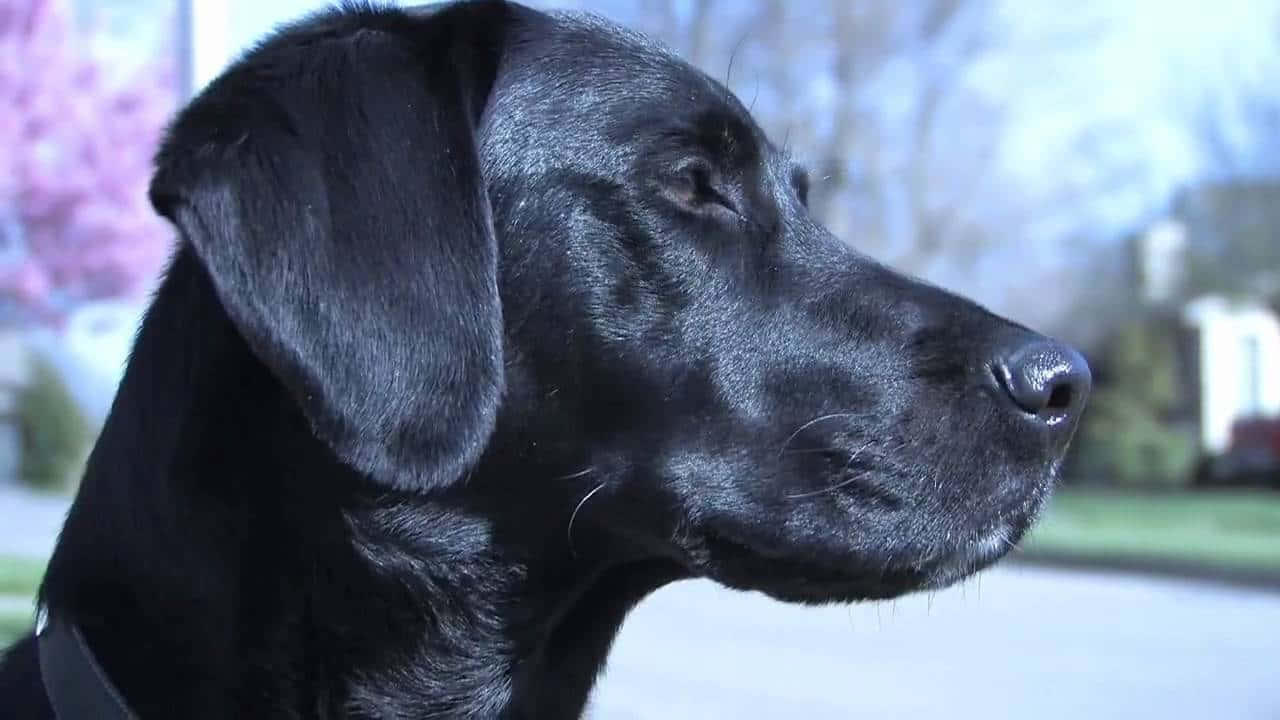 Enchokladfärgad Labrador Retriever Som Leker I Snön.