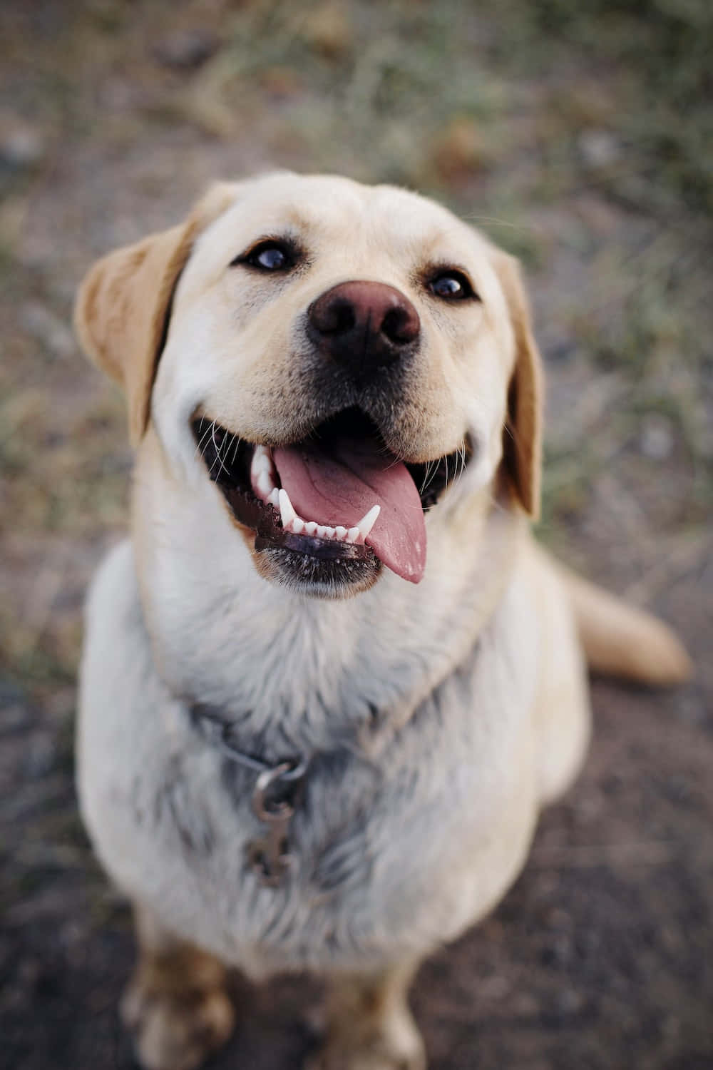 A cute golden labrador pup enjoying a sunny day