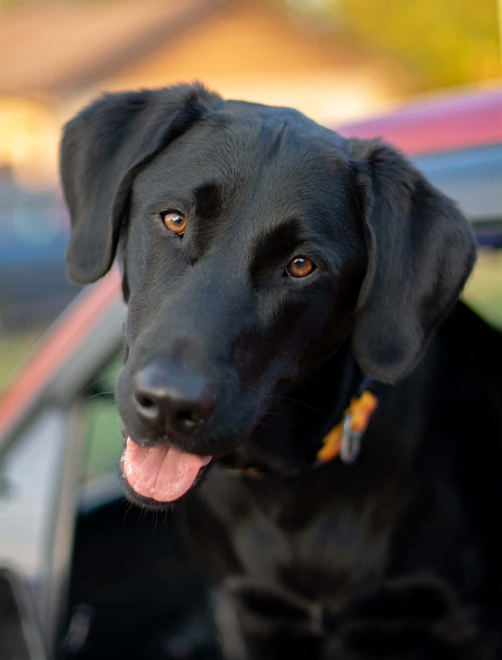 Einwunderschöner Schwarzer Labrador Retriever, Der Seine Freizeit In Der Sonne Genießt.