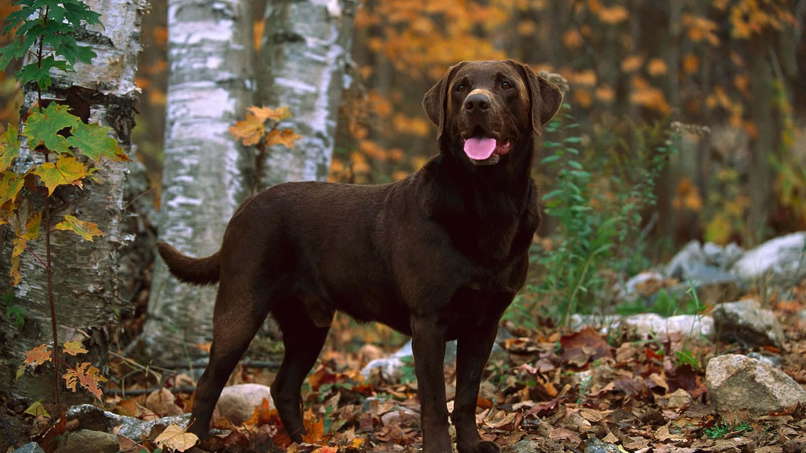 A Brown Dog Standing In The Woods With Leaves