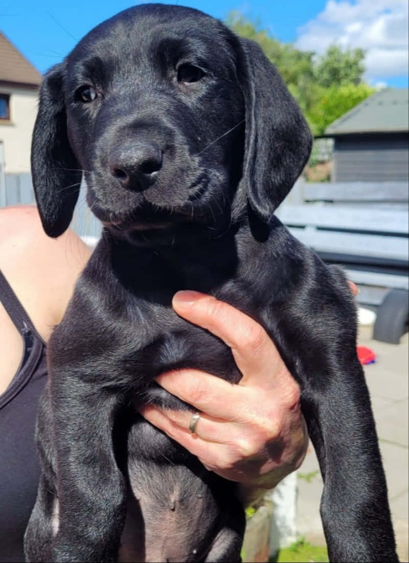 A happy Labrador spending time in the park