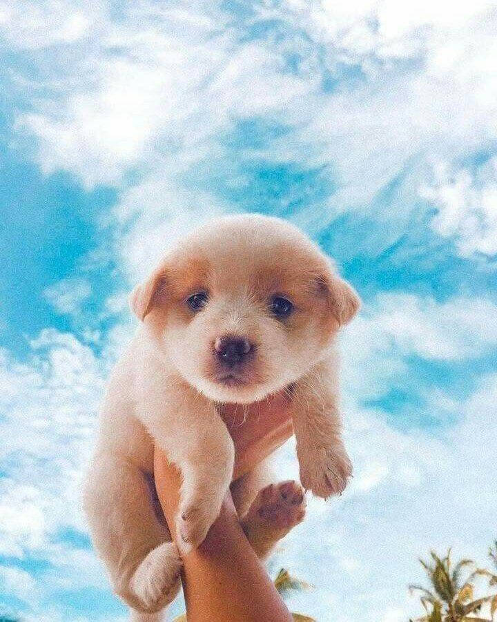 Labrador Puppy Dog Cloudy Sky Wallpaper