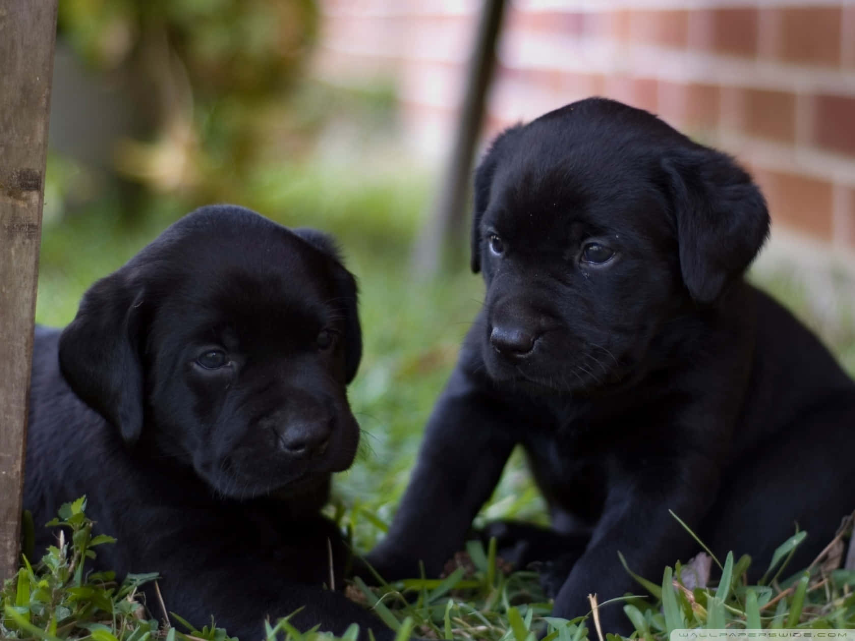 Two Black Labrador Puppies Picture