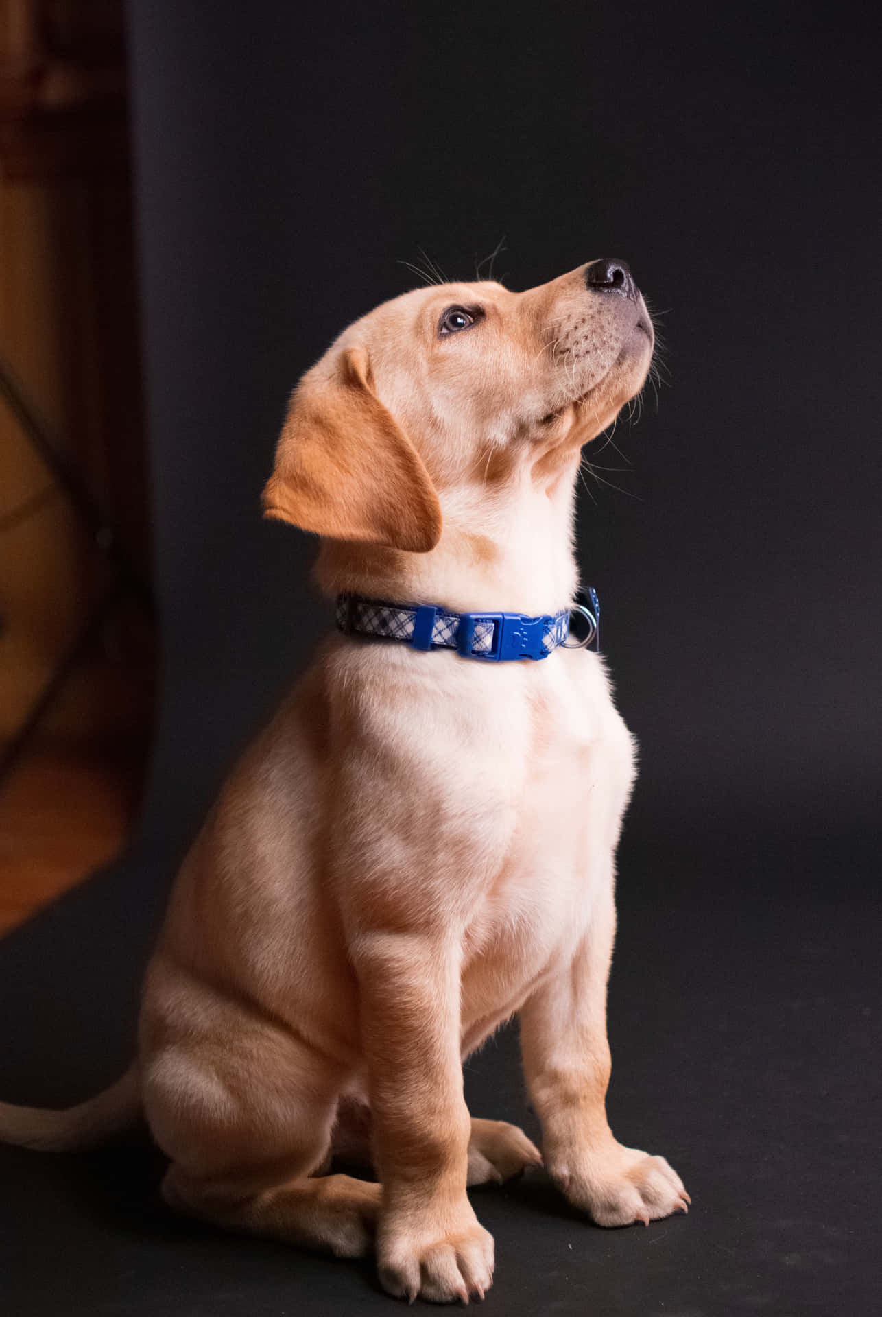 Bildeines Labradorwelpen Mit Blauem Halsband