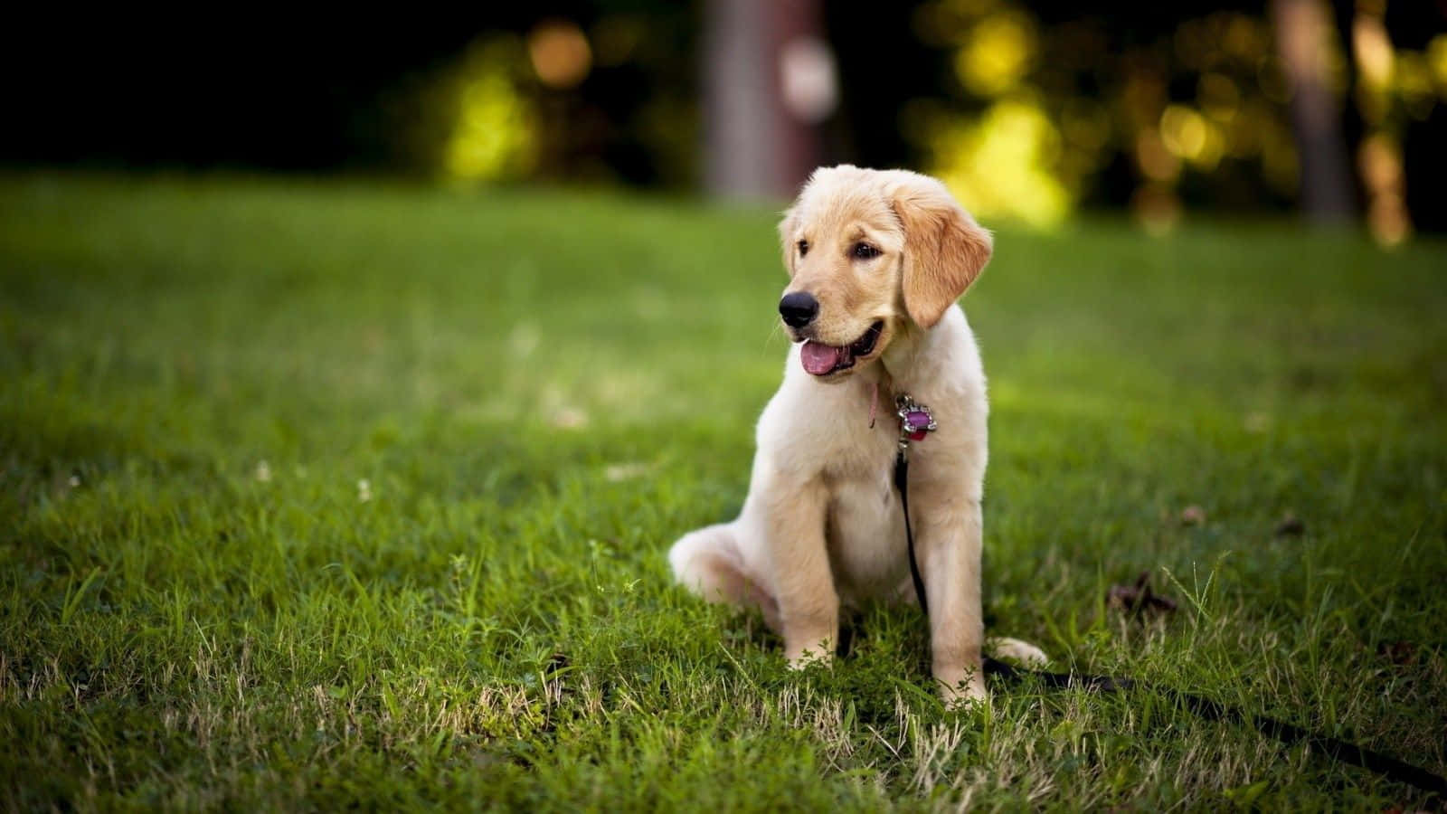 Labrador Puppy With Violet Leash Picture