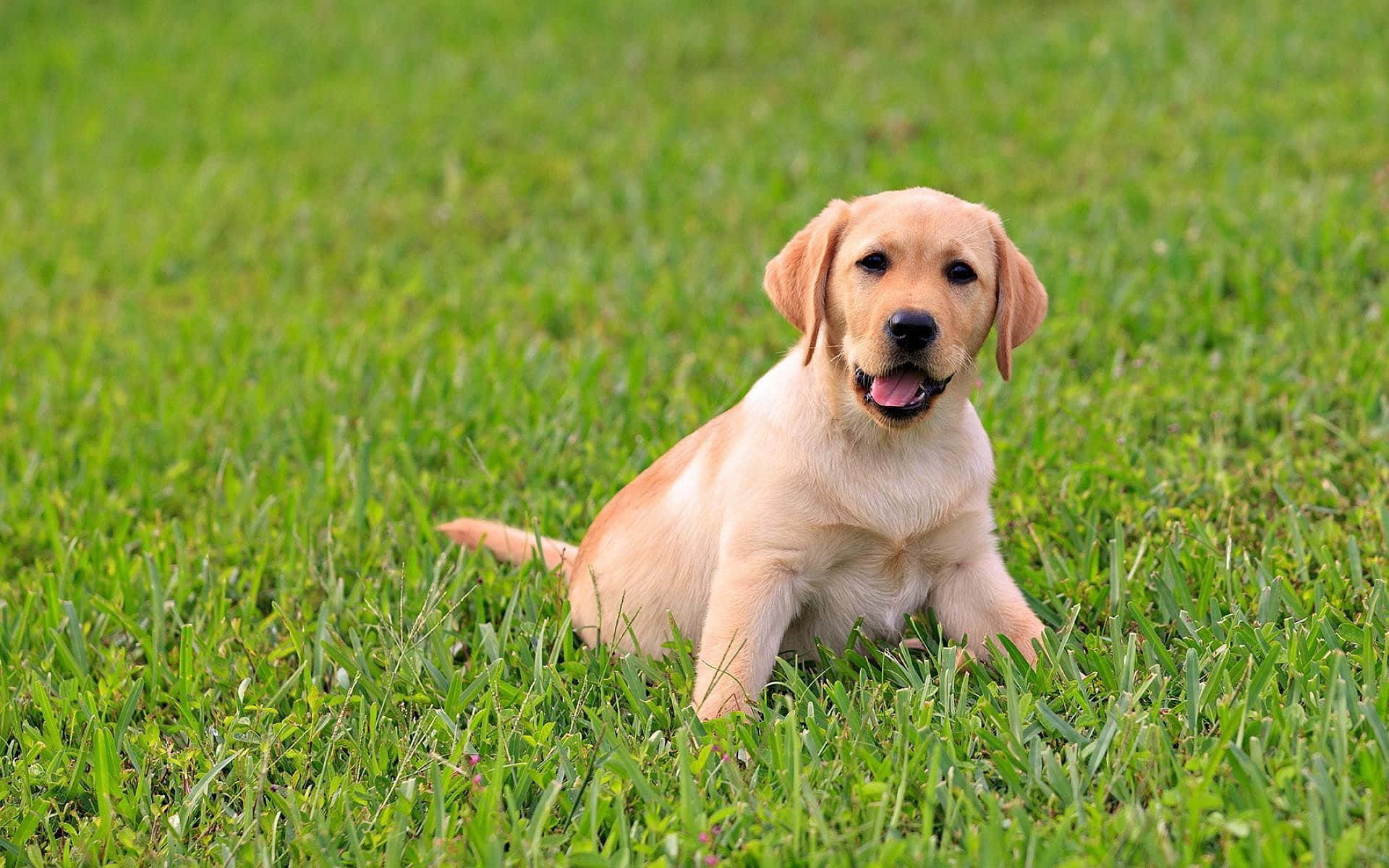 Labrador Retriever Puppy With Open Mouth Picture