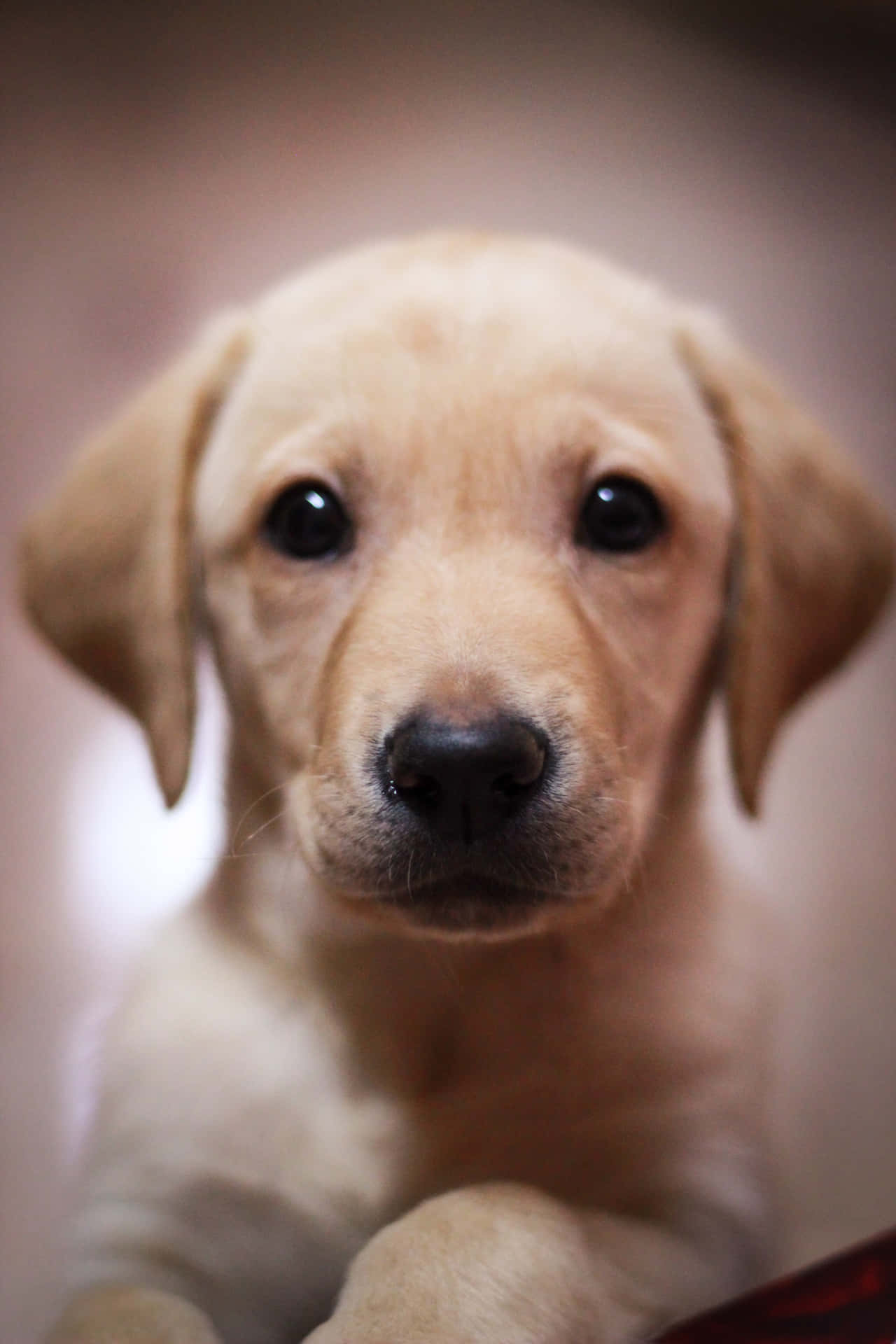 Closer Look Of A Labrador Puppy Picture