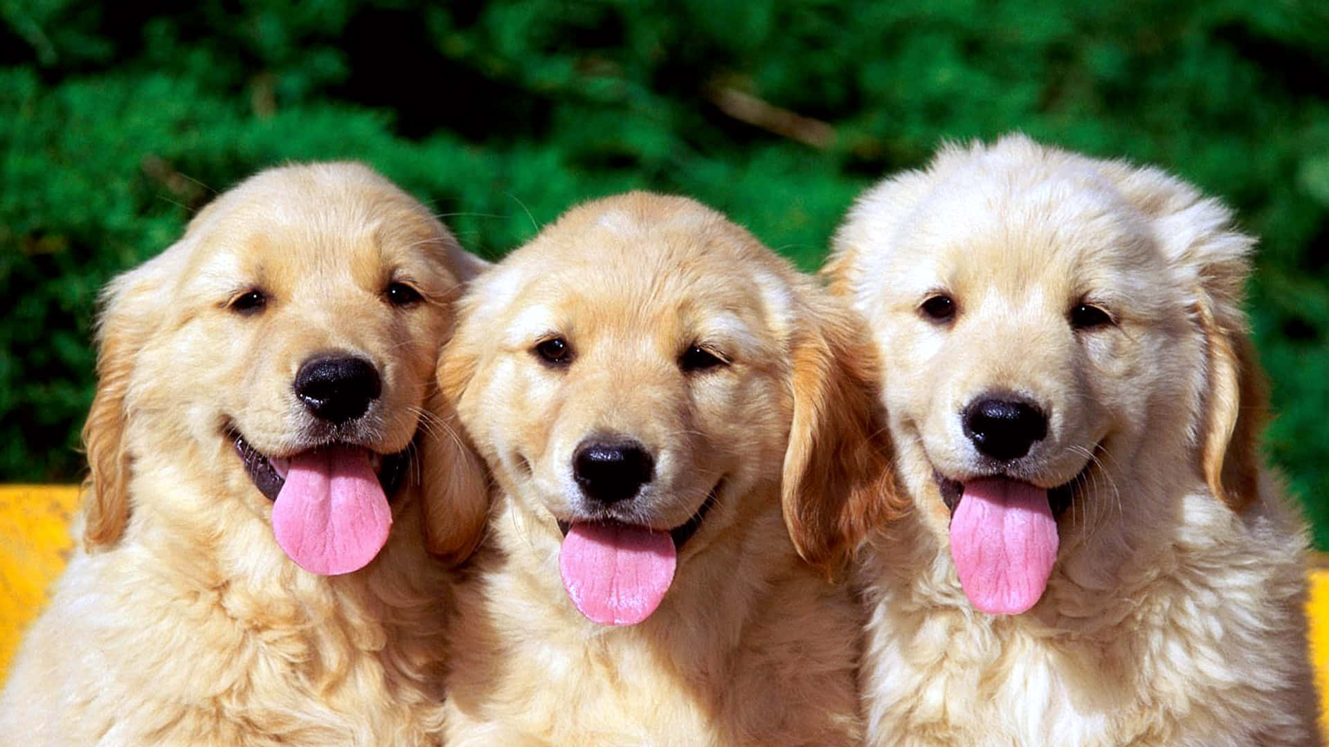 Three Labrador Retriever Puppies Tongue Out Picture