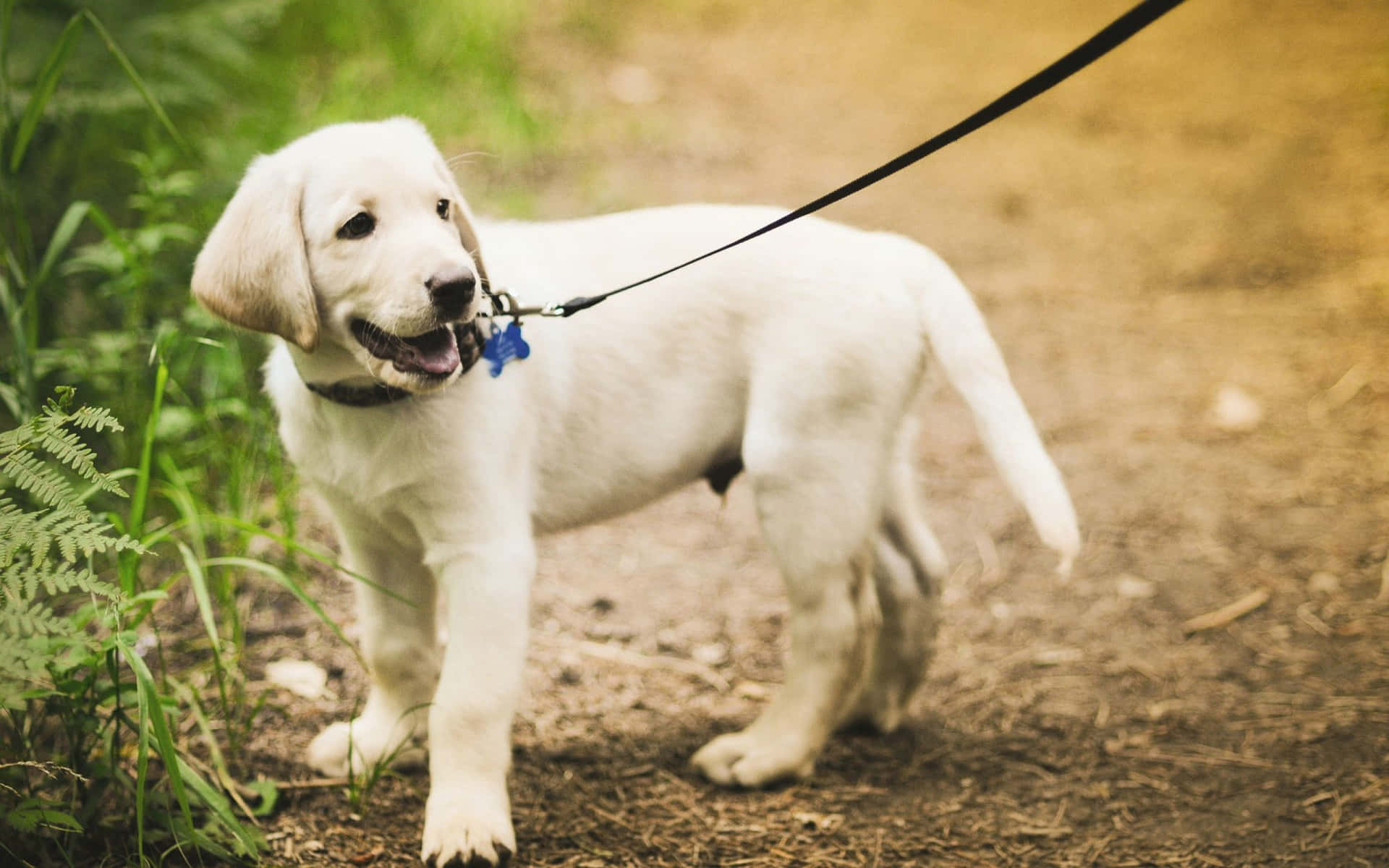 Labrador Puppy With Leash Picture