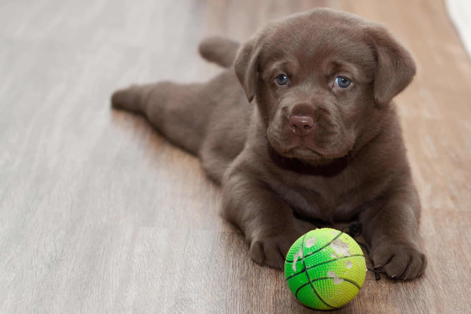 Labrador With Yellow Green Ball Picture