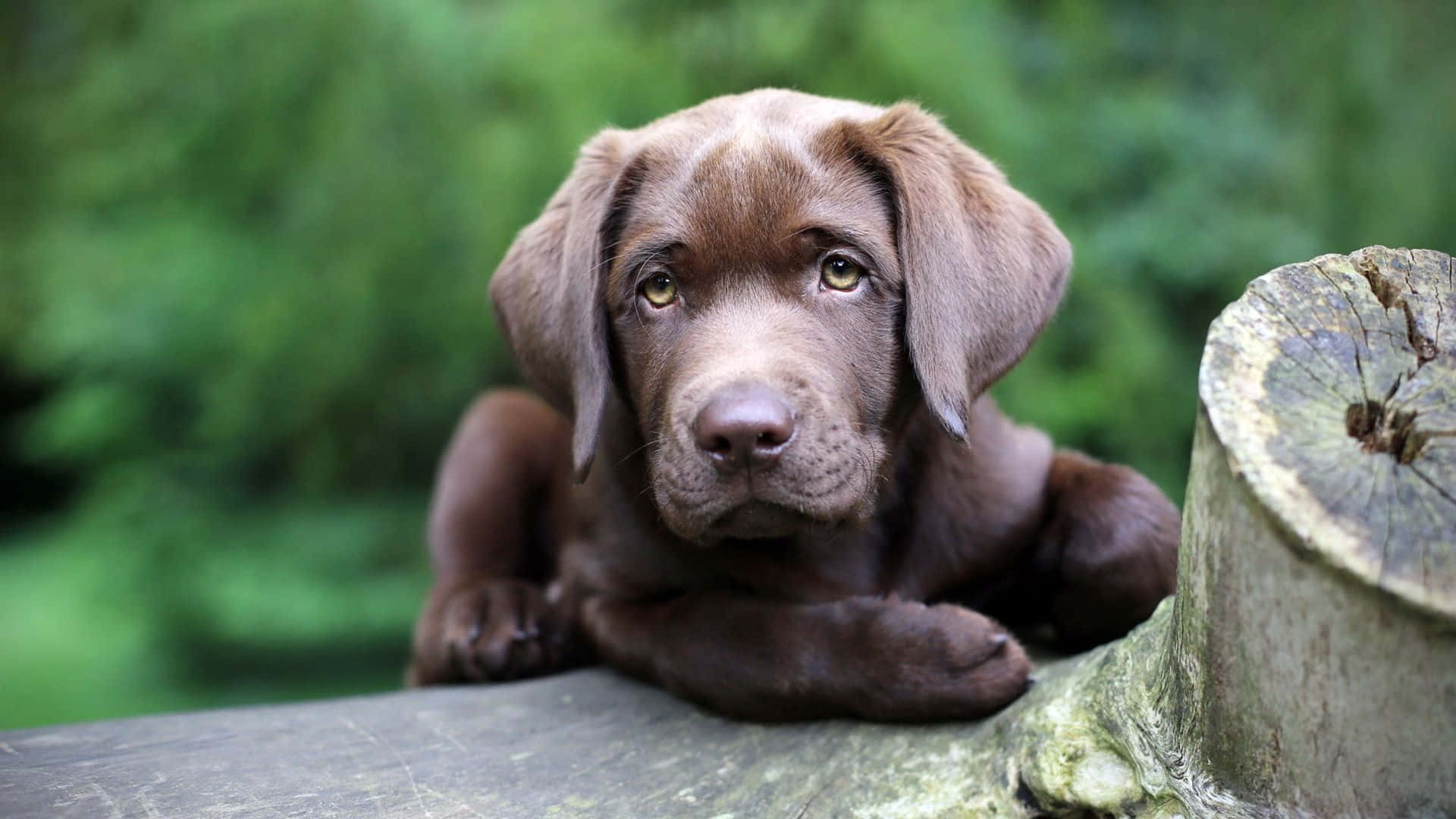 Labrador Puppy Stepping Feet Picture