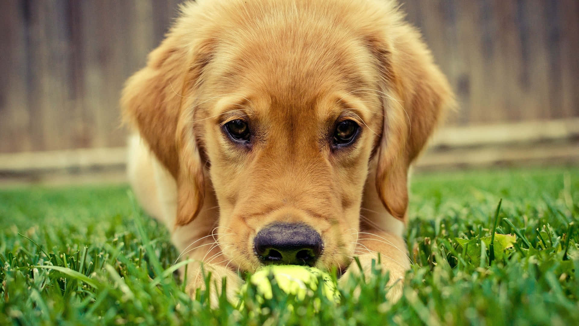 Immaginedi Un Cucciolo Di Labrador Con Una Palla Da Tennis