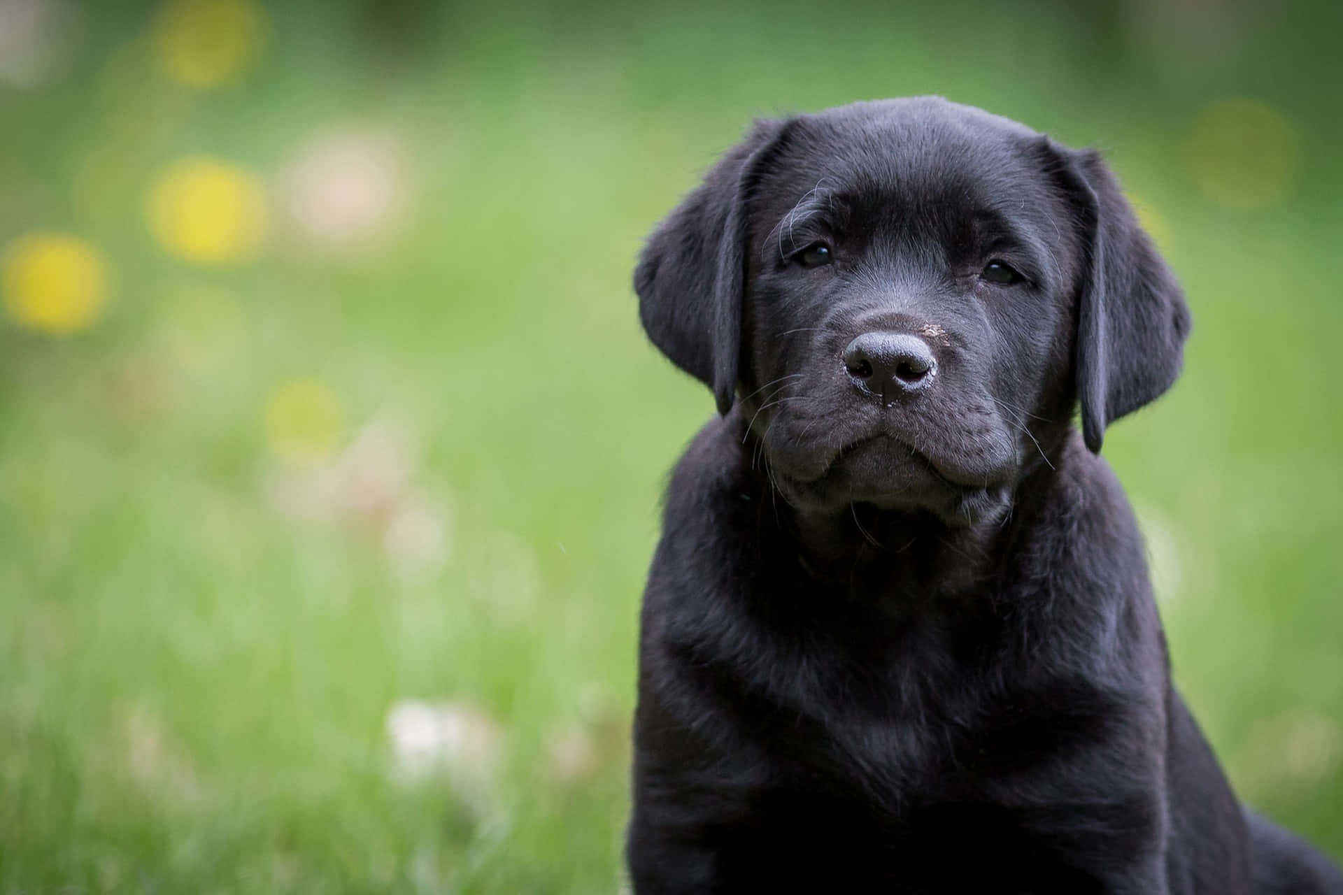 Bildeines Schwarzen Labrador-welpen Mit Ernstem Blick