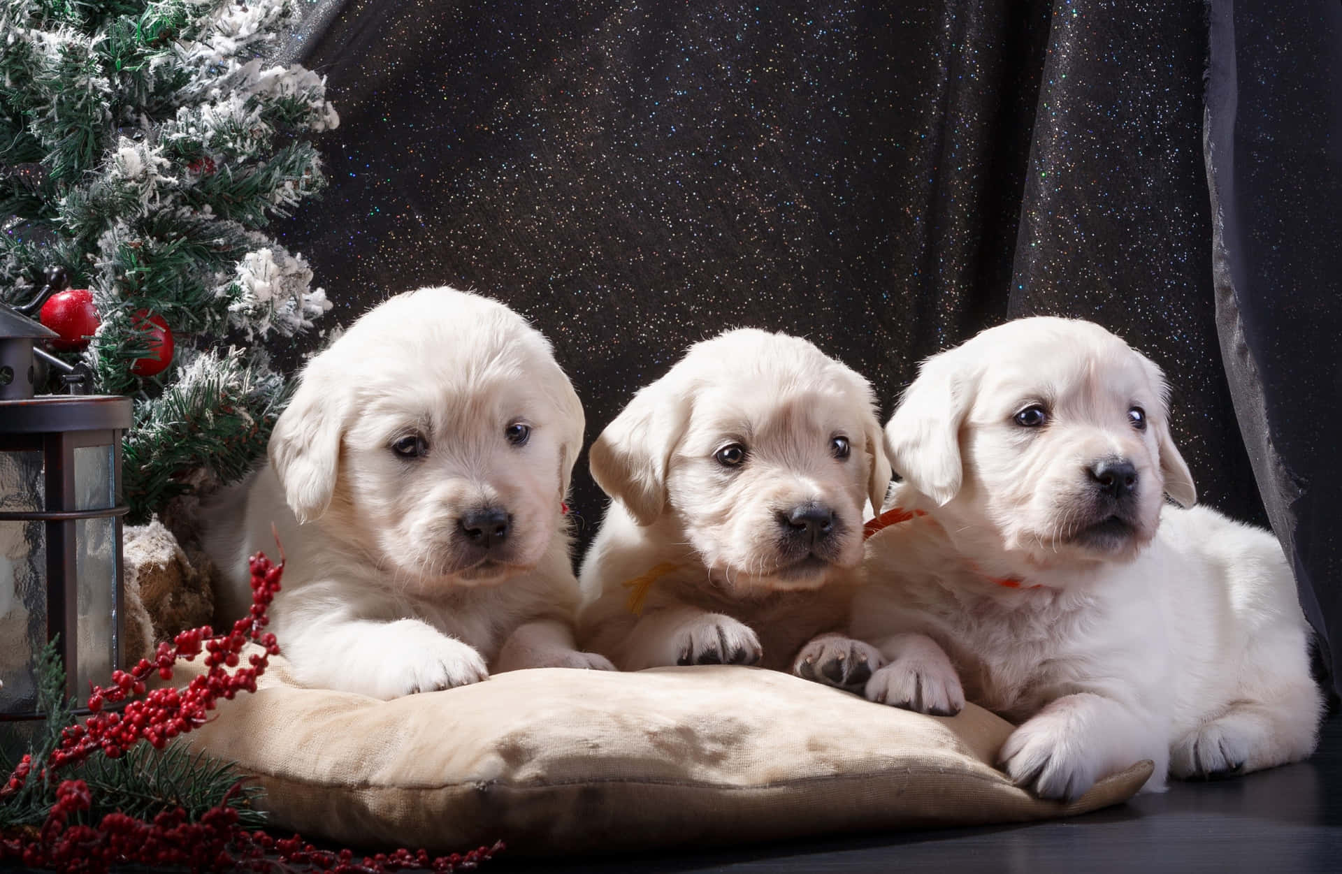 Trecuccioli Di Labrador Nella Foto Dell'albero Di Natale.