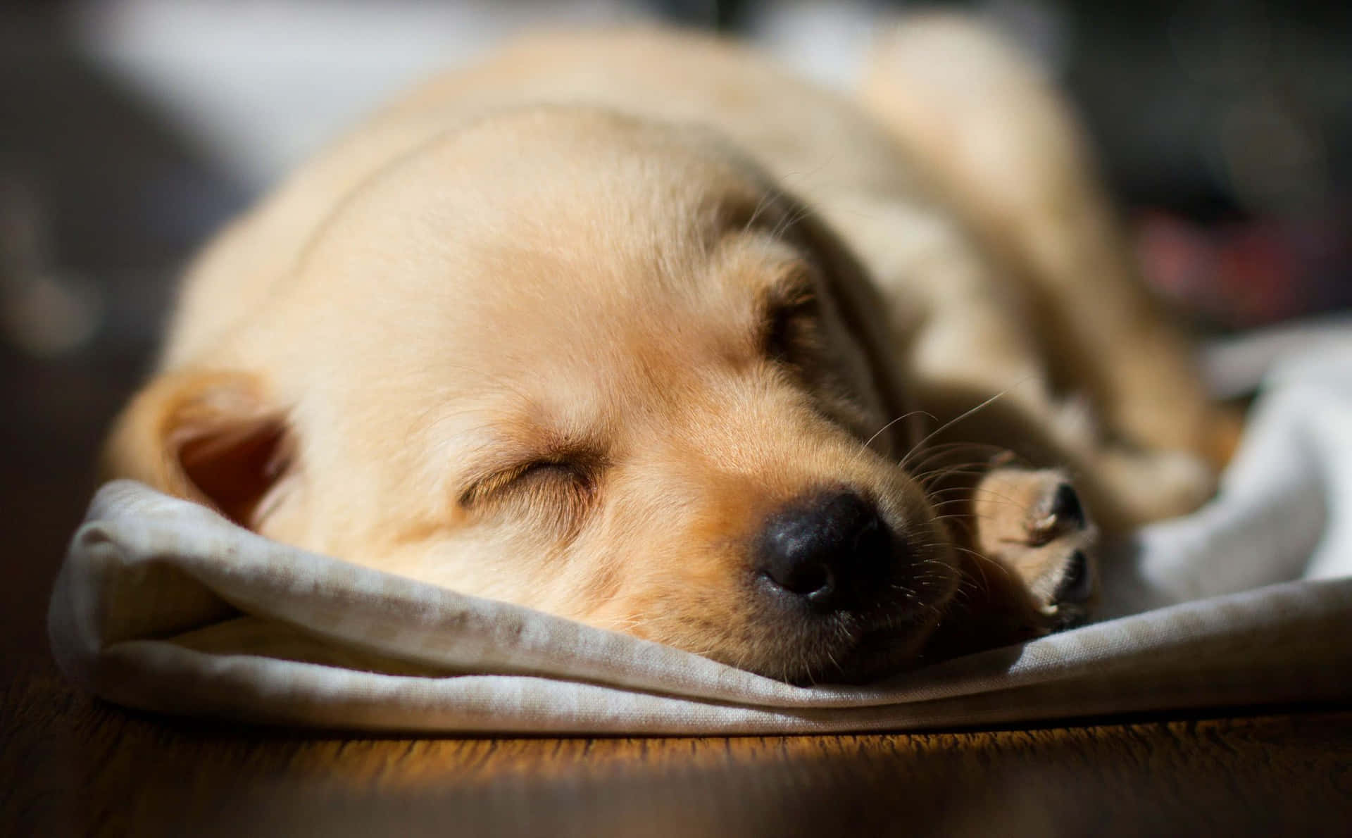 Imagende Un Cachorro De Labrador Durmiendo Con Un Pañuelo.
