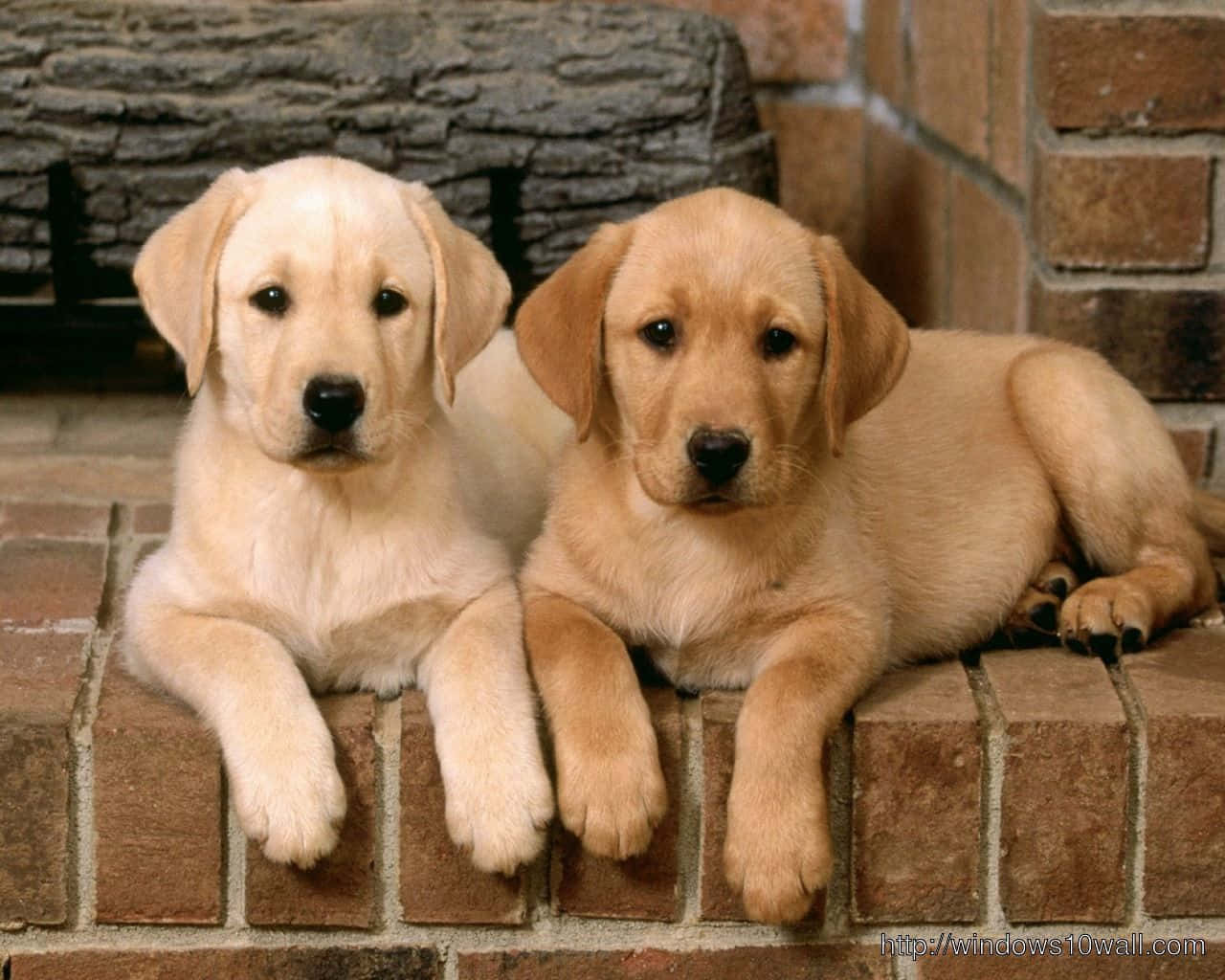 Immaginedi Due Cuccioli Di Labrador Golden Retriever.