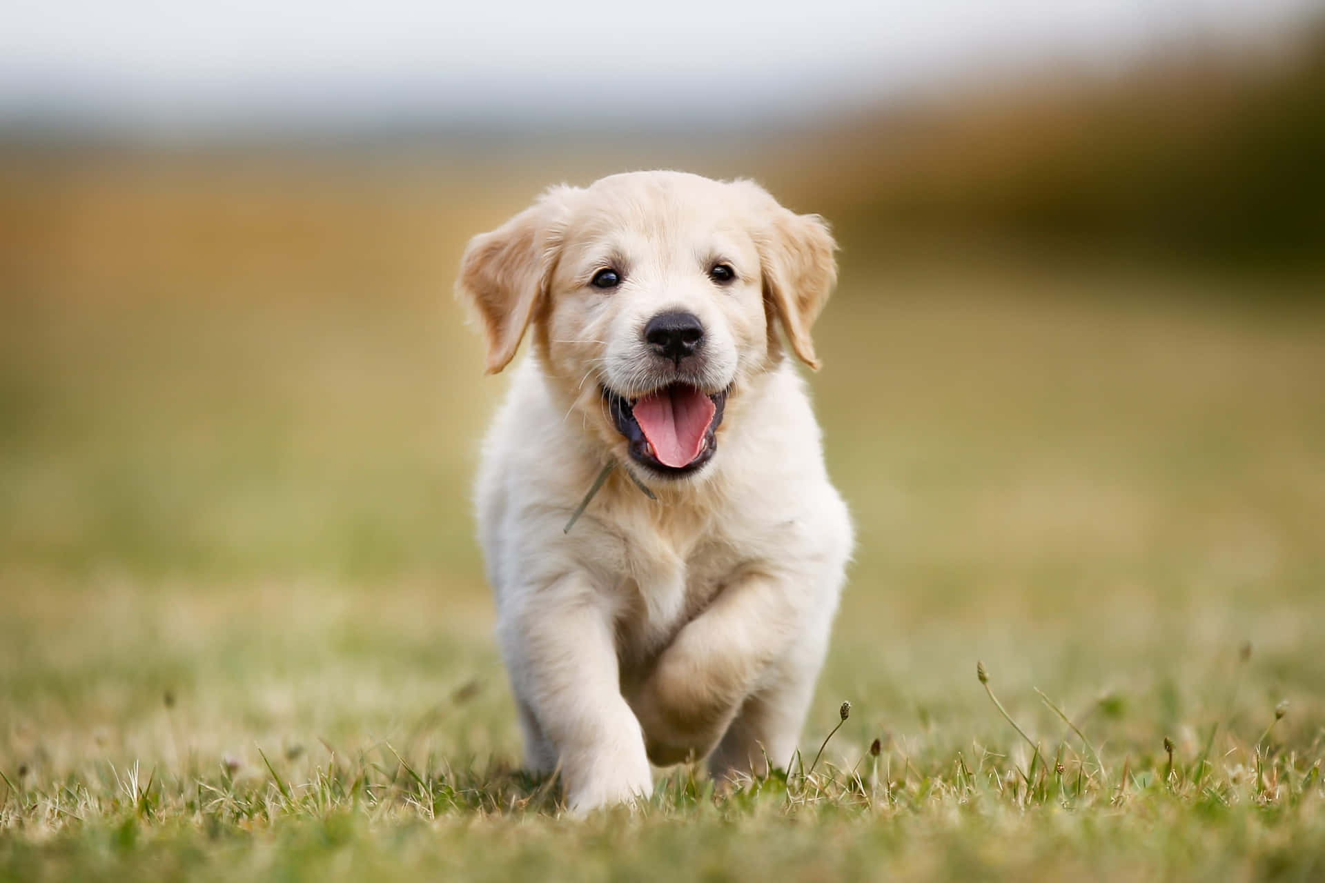 Imagende Un Cachorro De Labrador Retriever Corriendo.