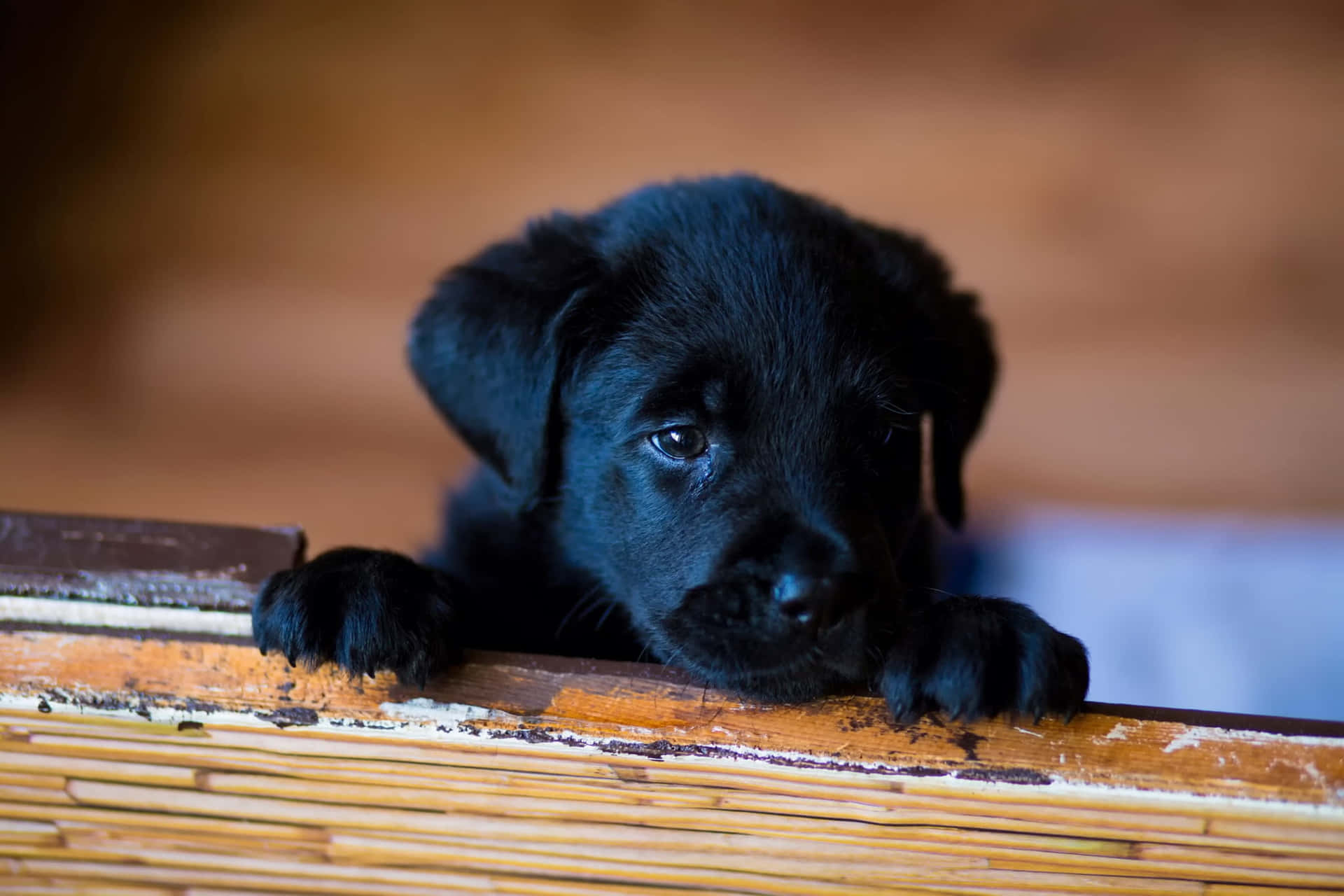 Peeking Black Labrador Puppy Picture