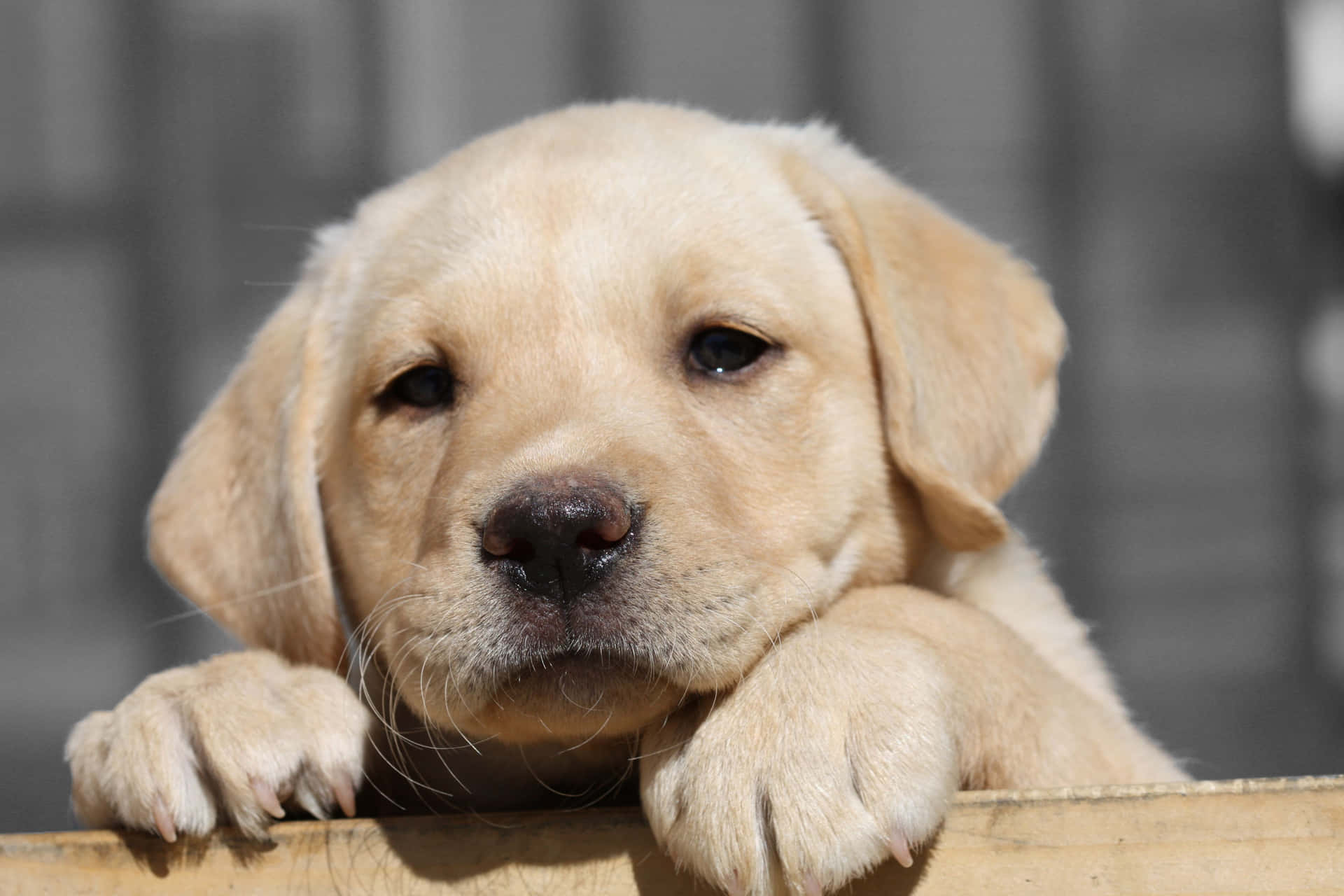 Labrador Retriever Puppy Close-up Picture