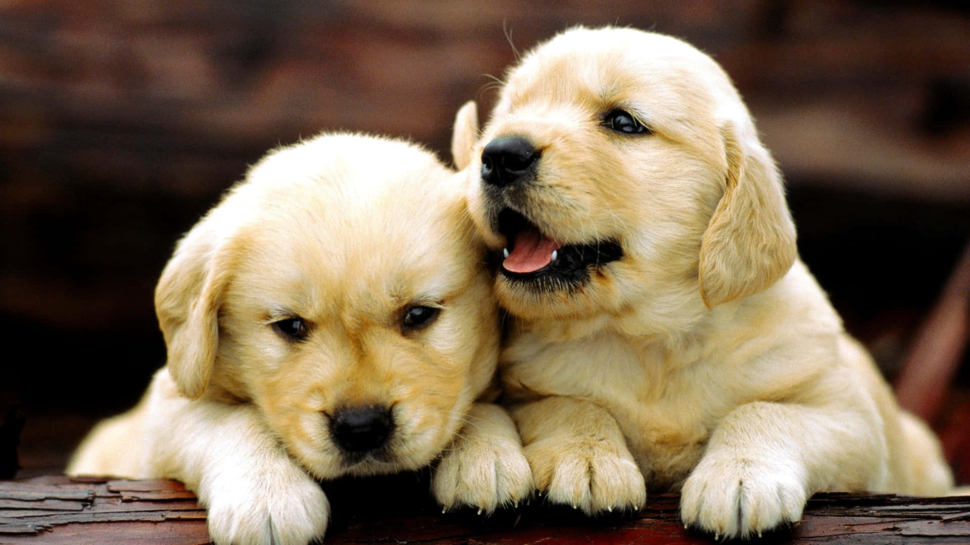 Two Labrador Retriever Puppies Tree Trunk Picture