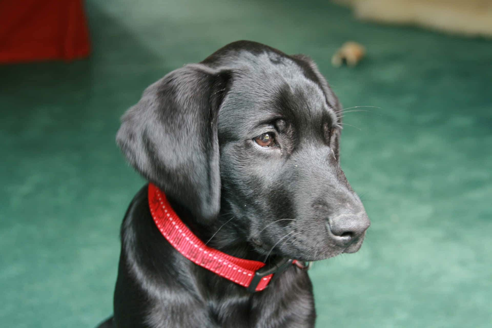 Imagende Un Cachorro De Labrador Con Collar Rojo.