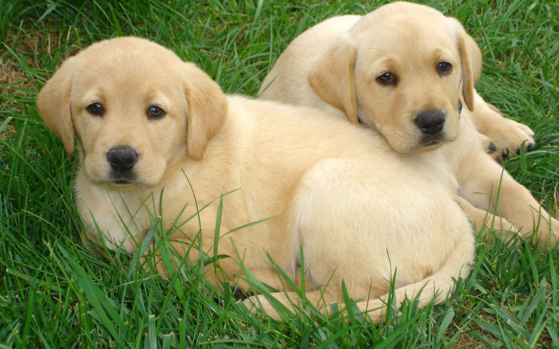 Fotodi Due Cuccioli Di Labrador Retriever